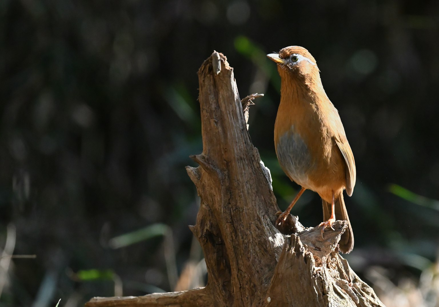 Ein Foto eines orangefarbenen Vogels, der auf einem Ast sitzt