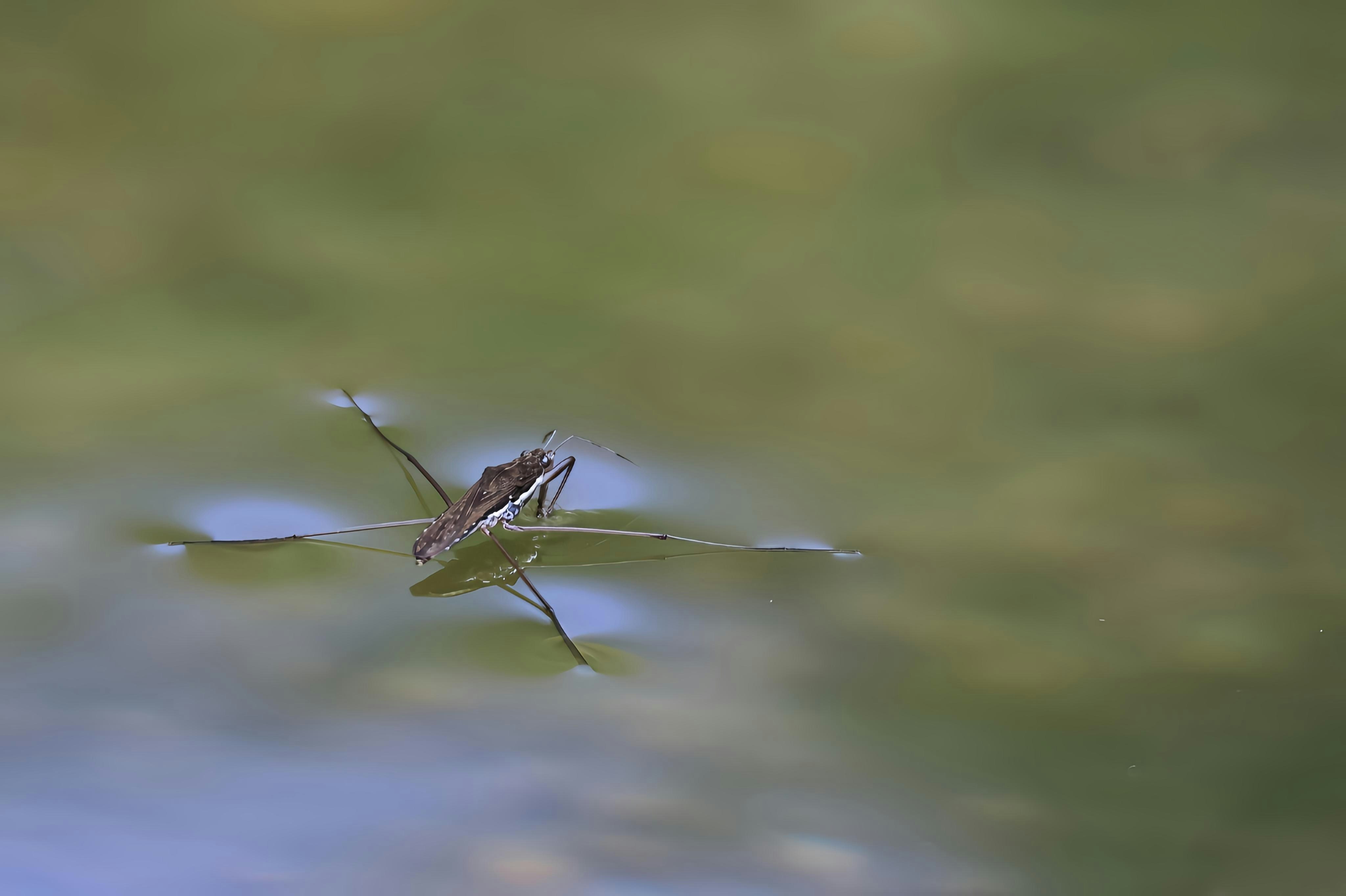 水面を滑るカエルの姿が見える緑色の背景