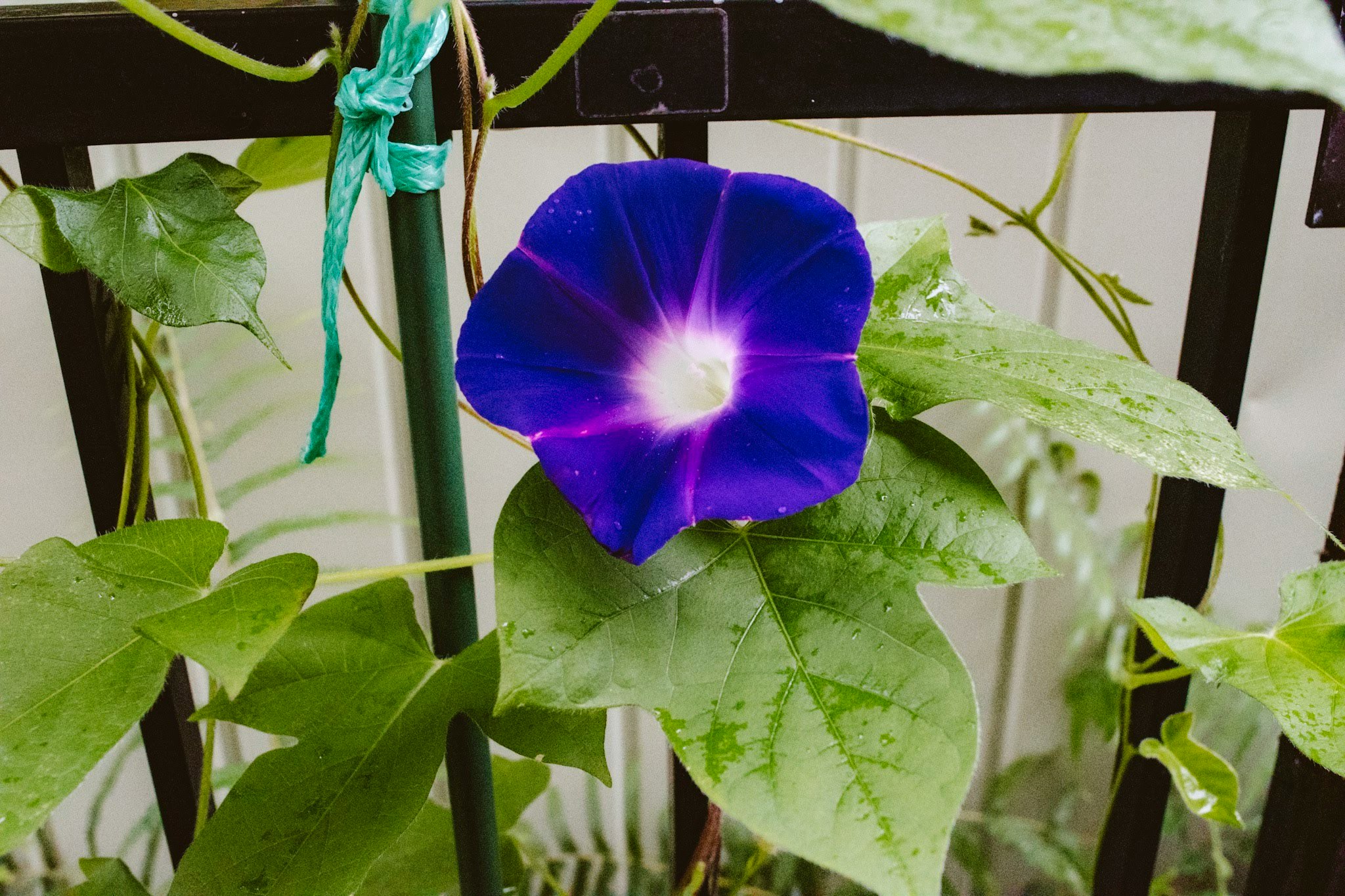 flor de gloria de la mañana azul y morada rodeada de hojas trepadoras