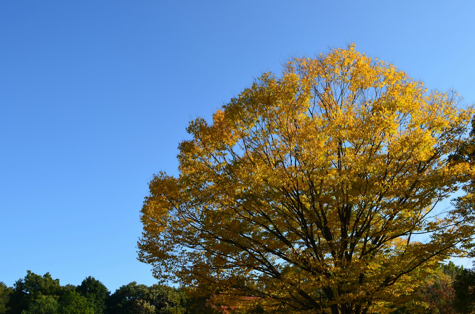 Großer Baum mit lebhaften gelben Blättern unter einem klaren blauen Himmel
