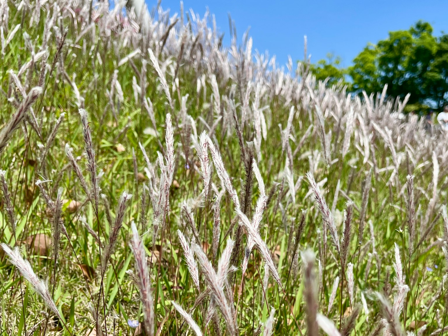 Una colina cubierta de espigas de hierba blanca contra un cielo azul claro y árboles verdes