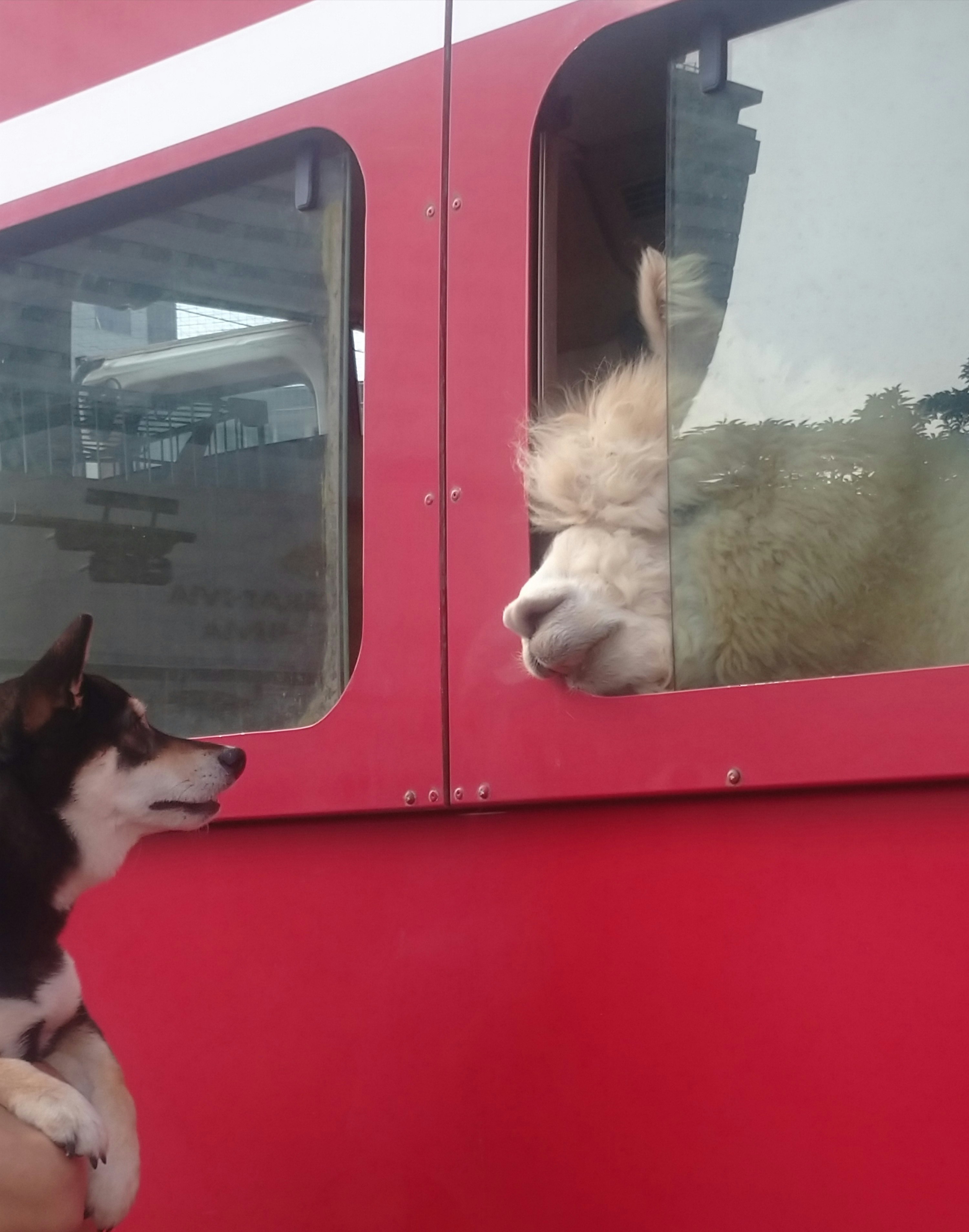赤い車両の窓から顔を出す犬とアルパカ
