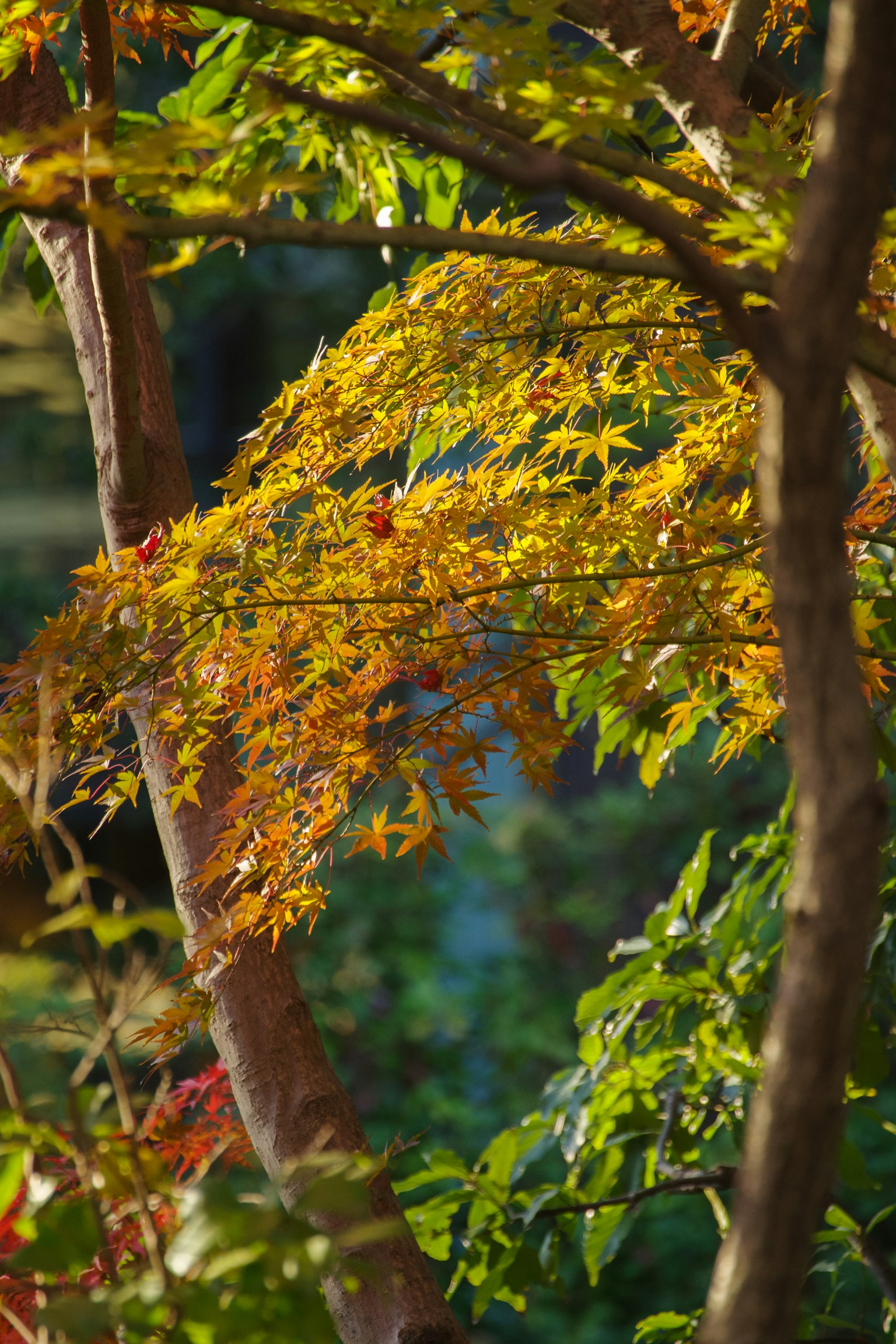 Nahaufnahme von Bäumen mit herbstlichen Blättern