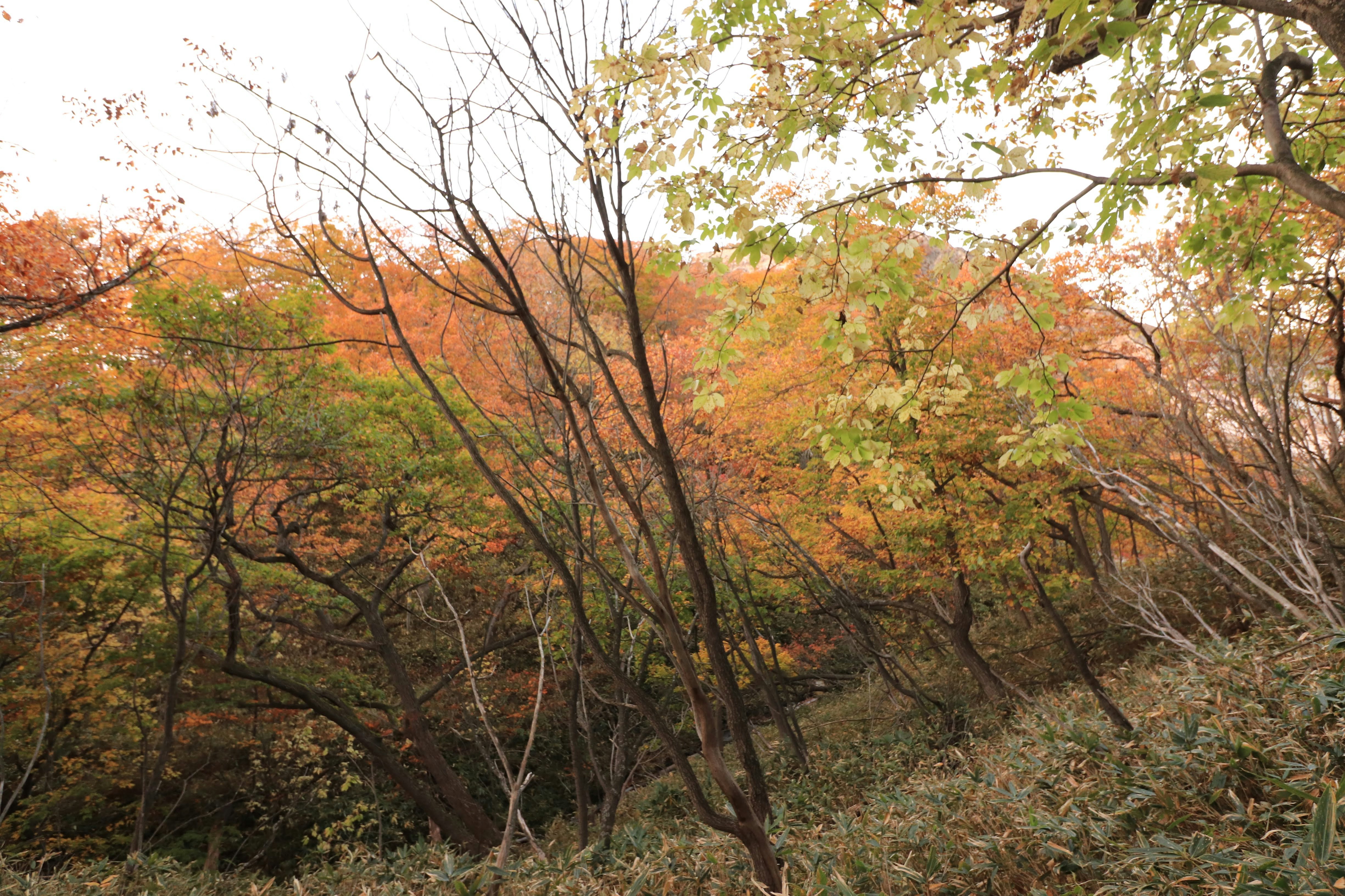 色づく木々が広がる秋の森の風景