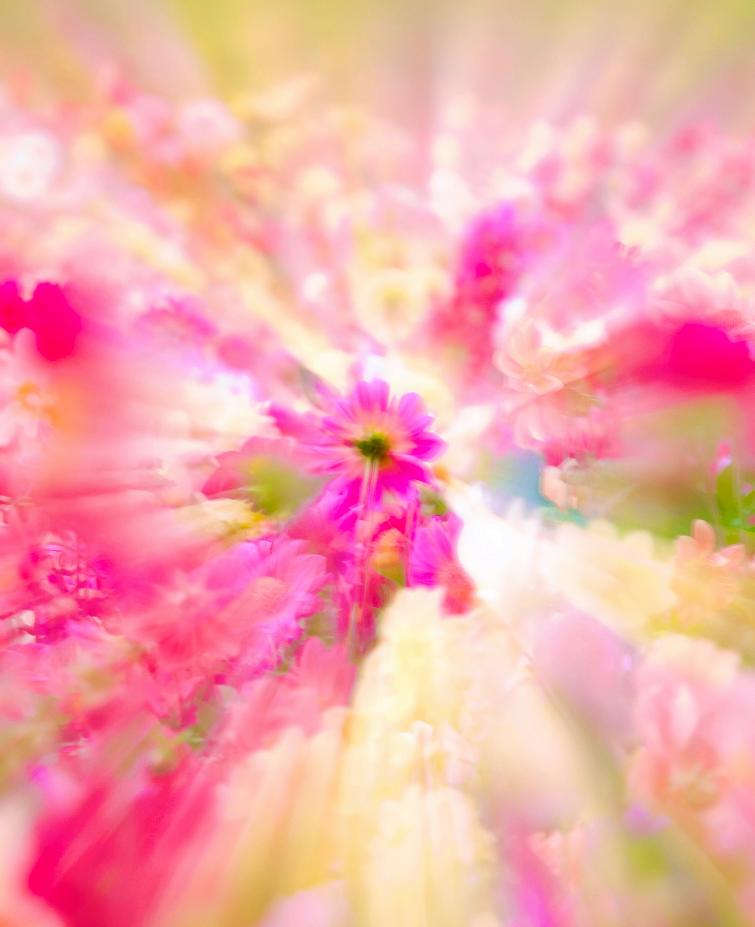 色鮮やかな花畑の中心に咲く花の放射状ボケ
