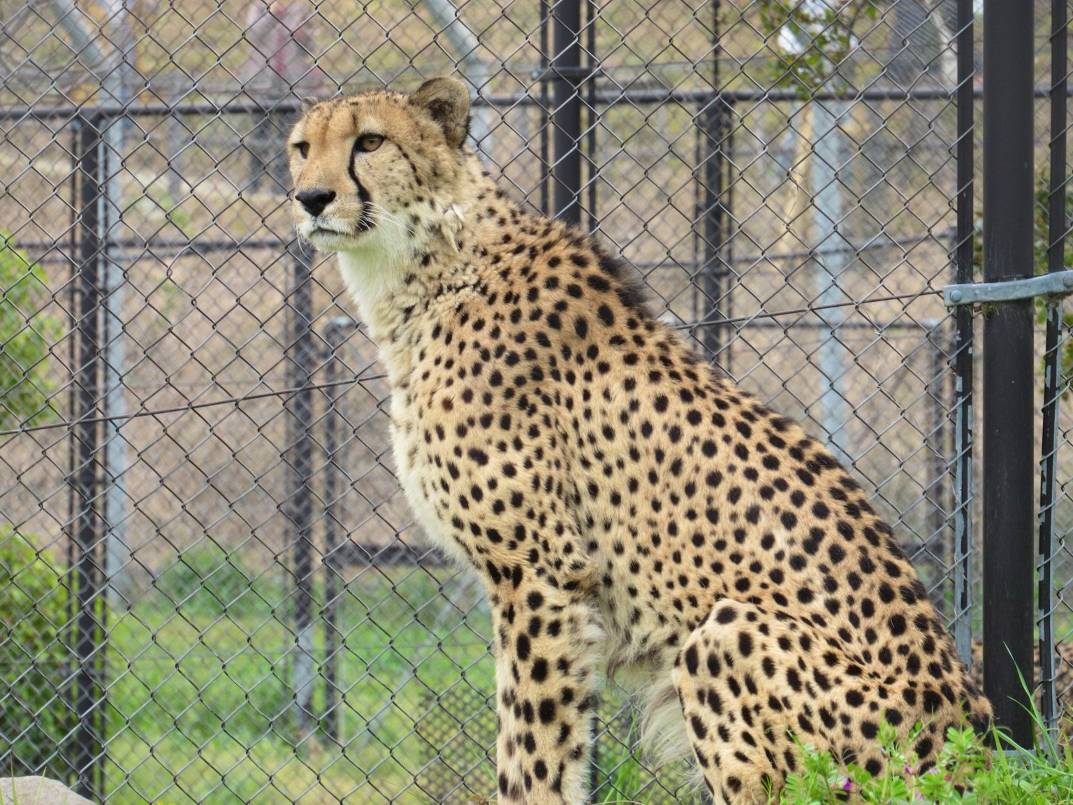 Ein schöner Gepard steht nahe einem Zaun