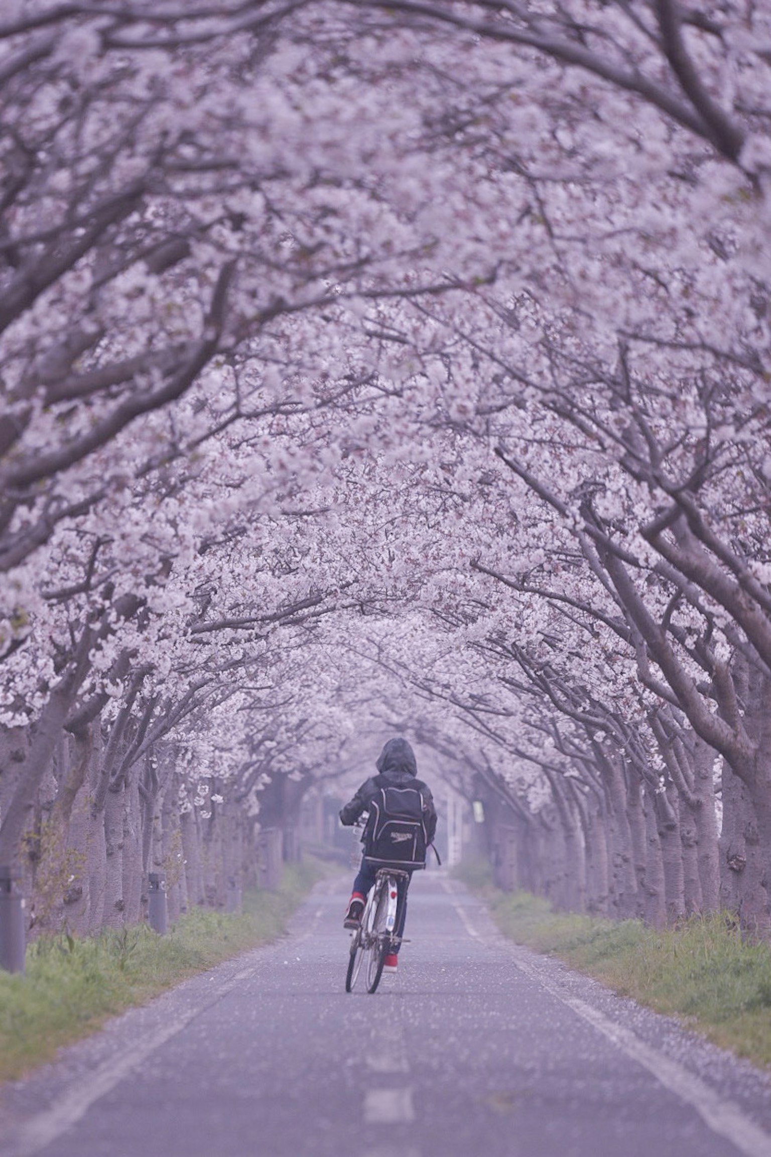 Persona montando en bicicleta bajo árboles de cerezo en flor