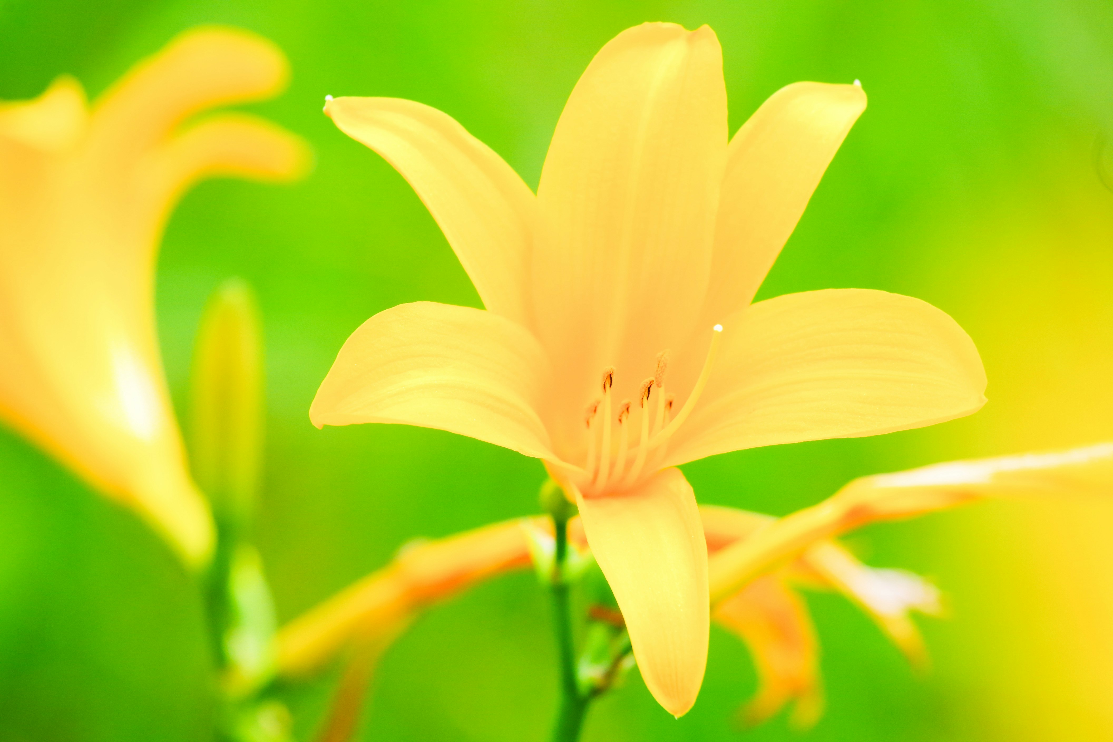 ニッコウキスゲの花が咲く尾瀬の花畑