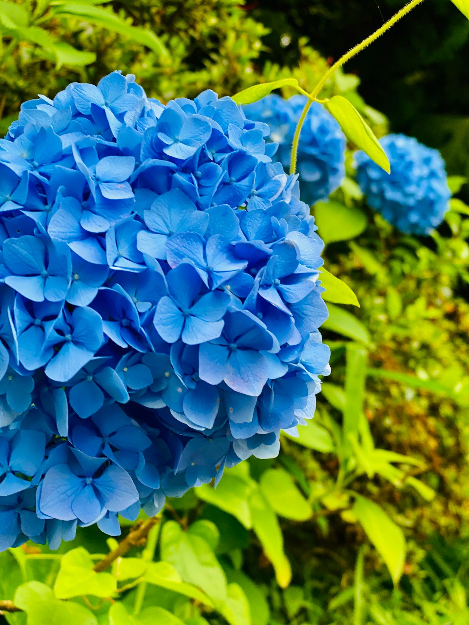 Blaue Hortensienblüten blühen vor einem grünen Hintergrund