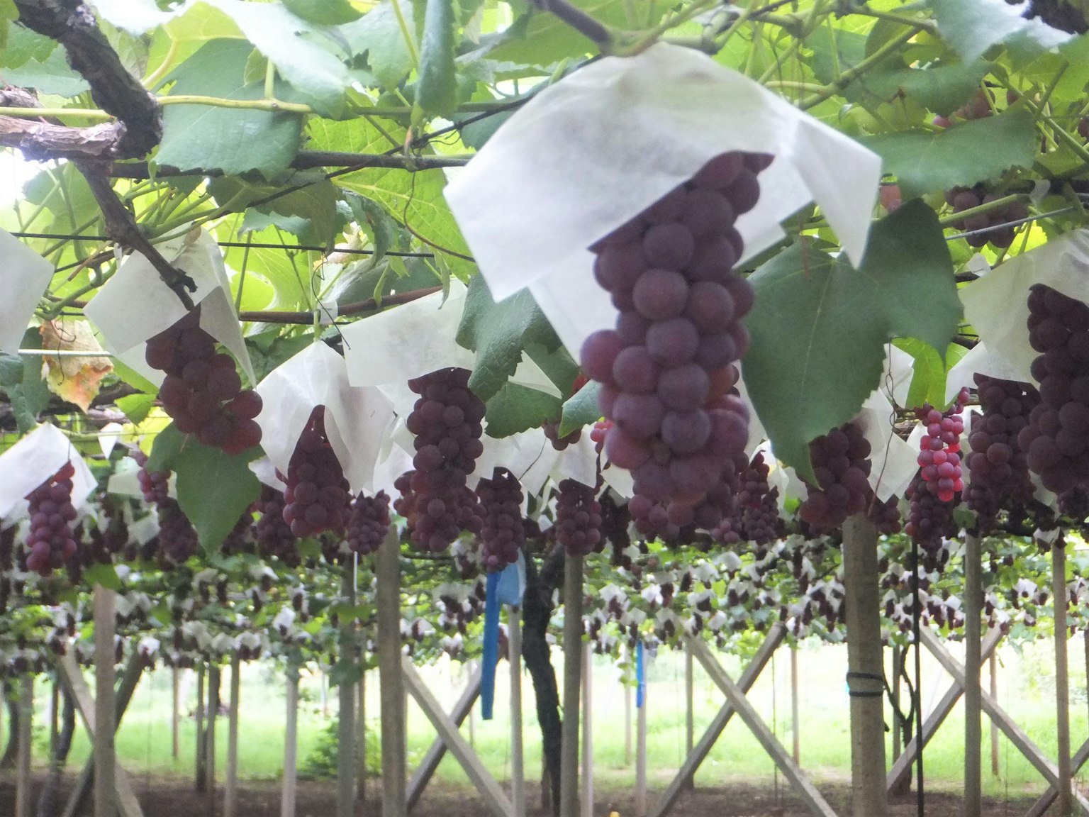 Vineyard with grape clusters covered in white bags