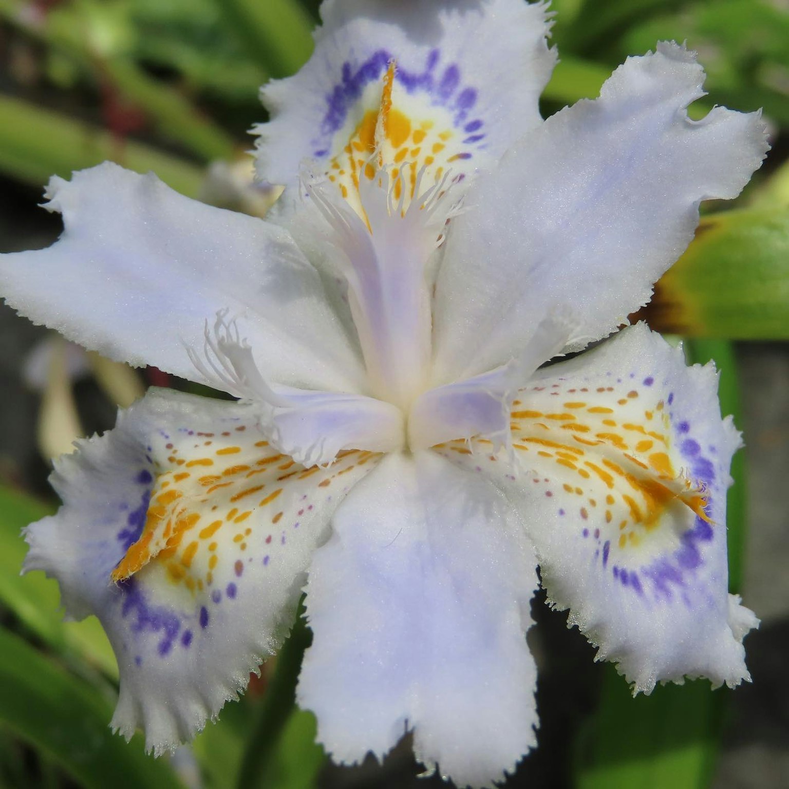 Beautiful flower with white petals featuring purple and orange spots