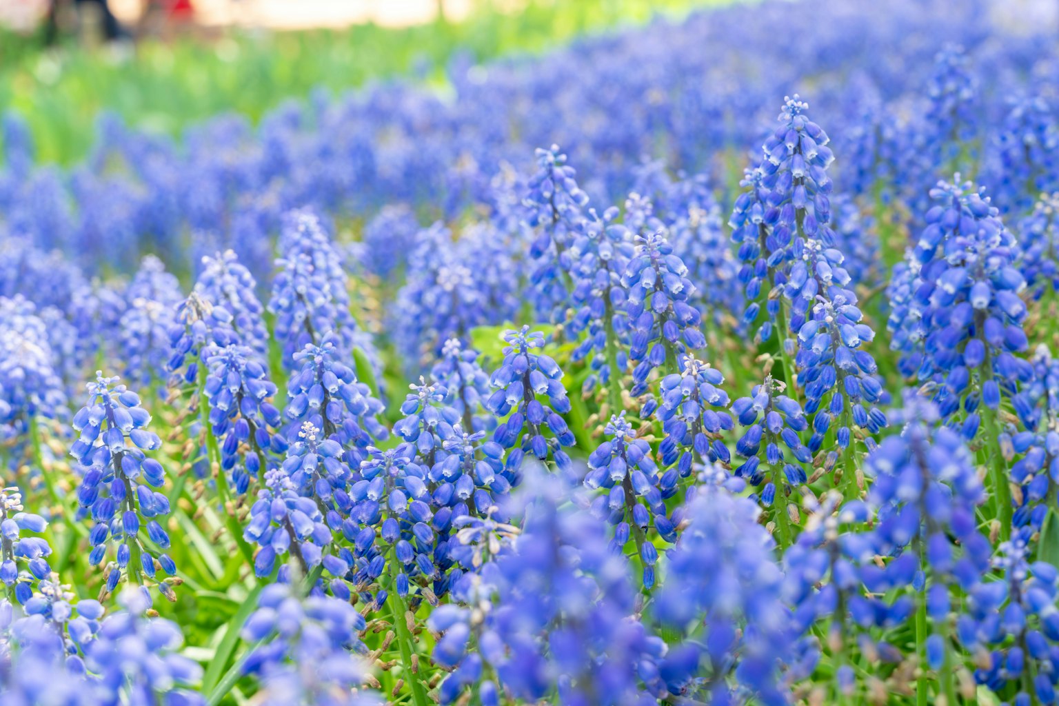 Hermoso paisaje de flores azules en flor