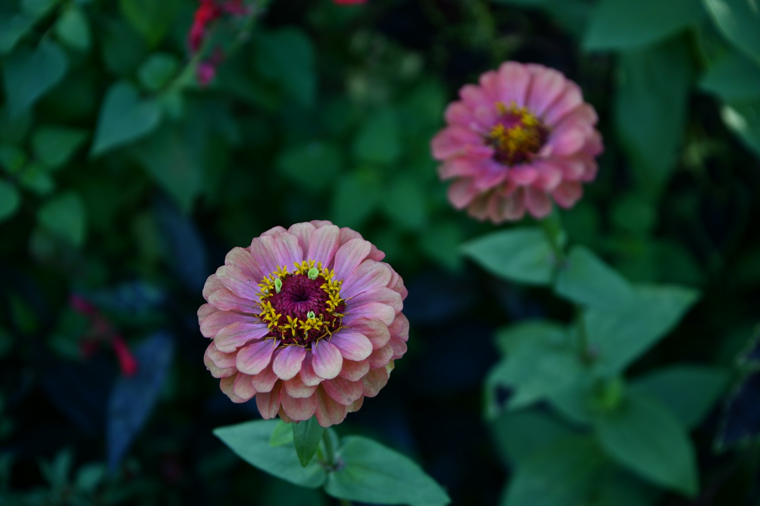 Dua bunga zinnia merah muda mekar di antara daun hijau