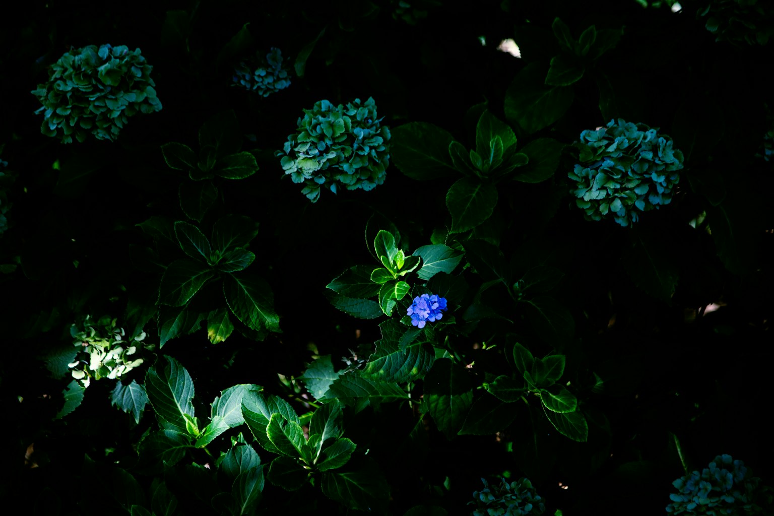 Fondo oscuro con flores azules y hojas verdes
