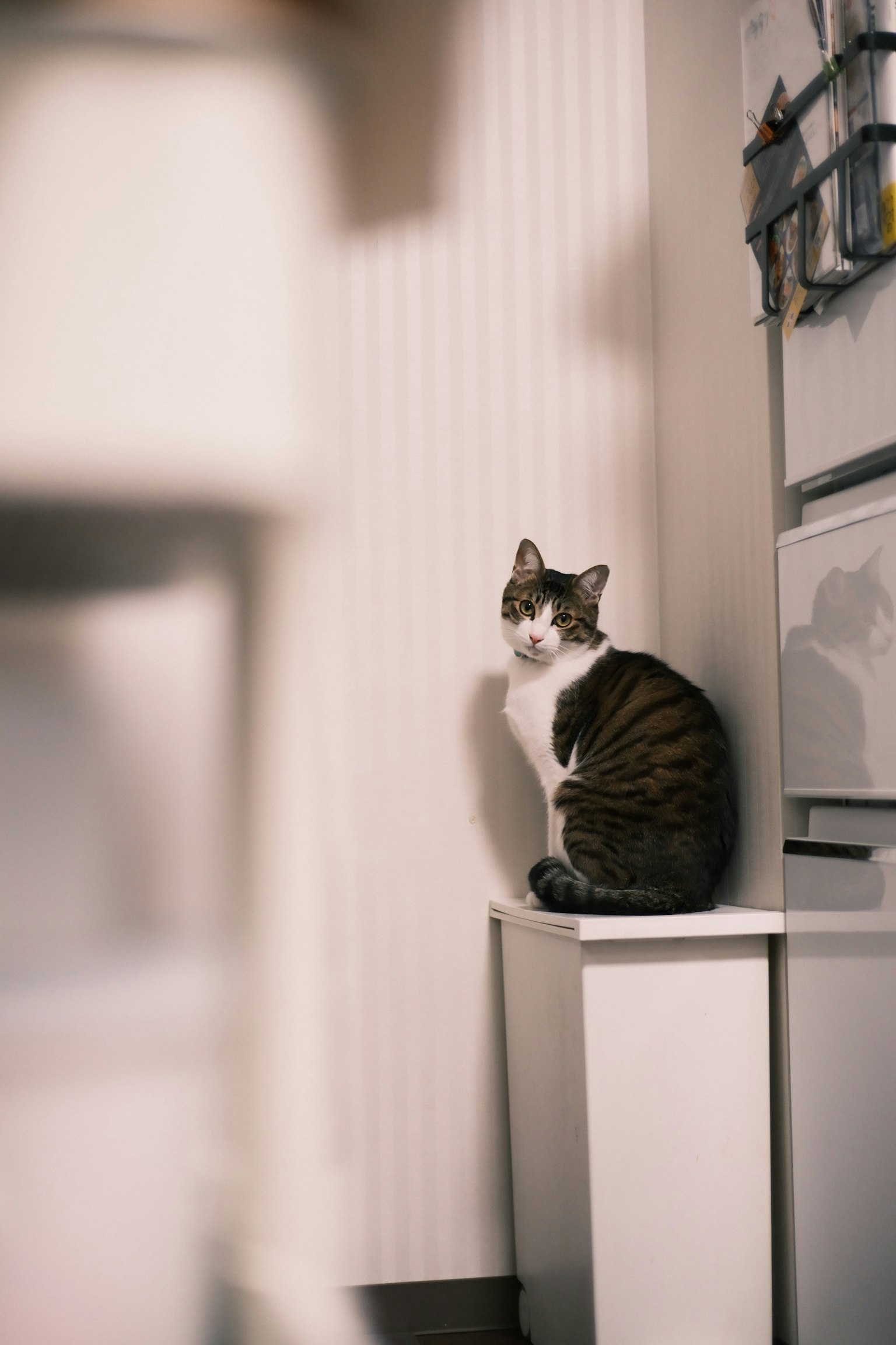 A cat sitting on a white table in a simple indoor setting