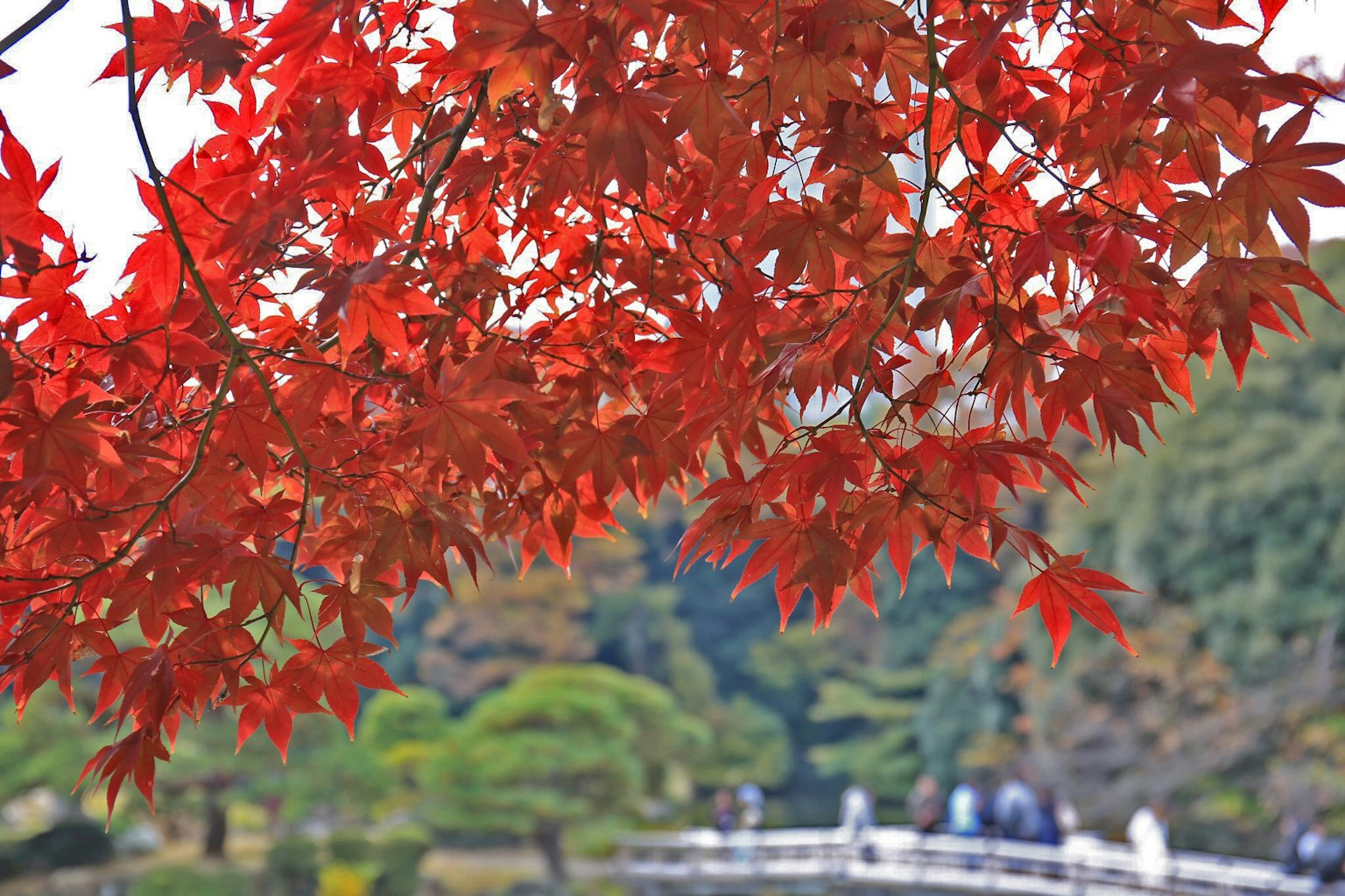 Vibrant red maple leaves with blurred figures walking in the background