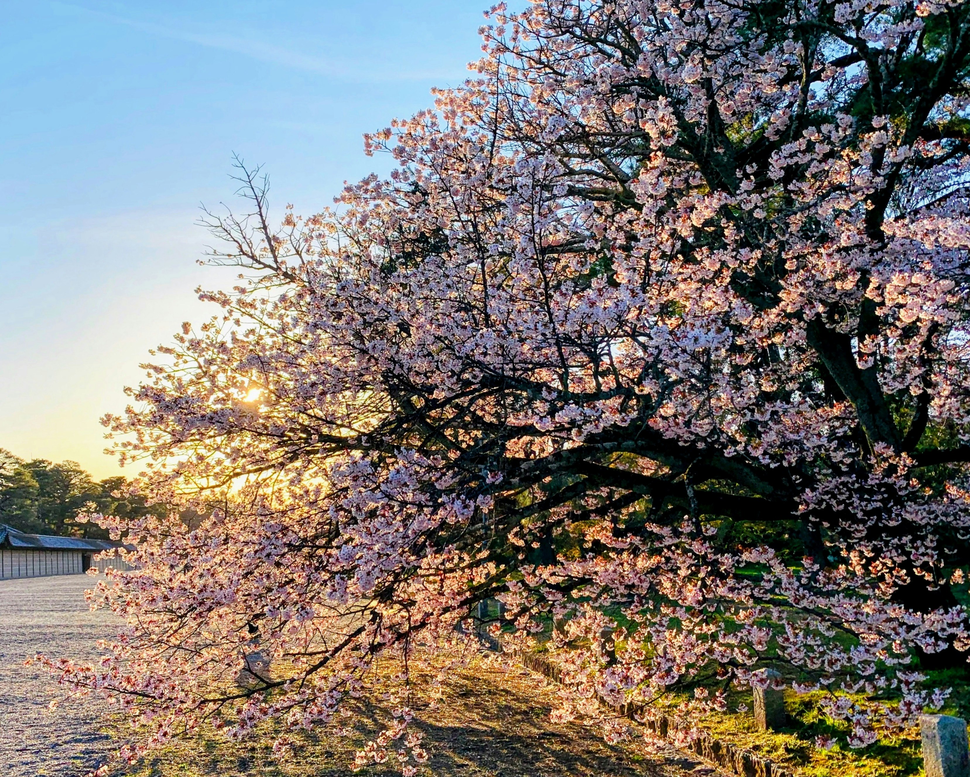 逆光の桜並木と京都御所の庭園