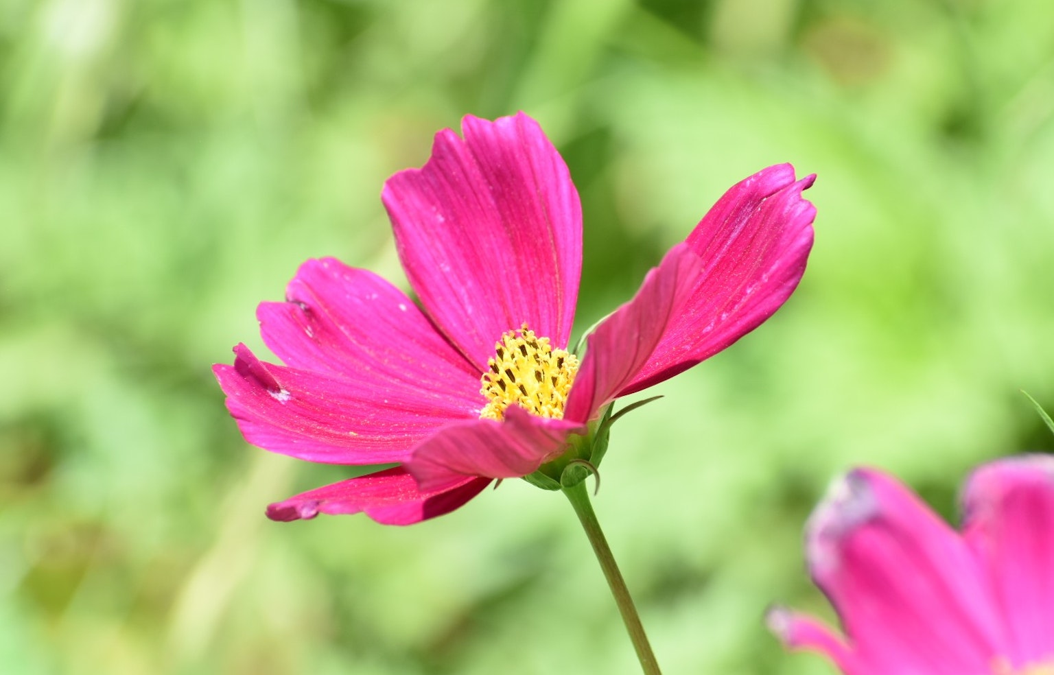 Flor de cosmos rosa vibrante contra un fondo verde