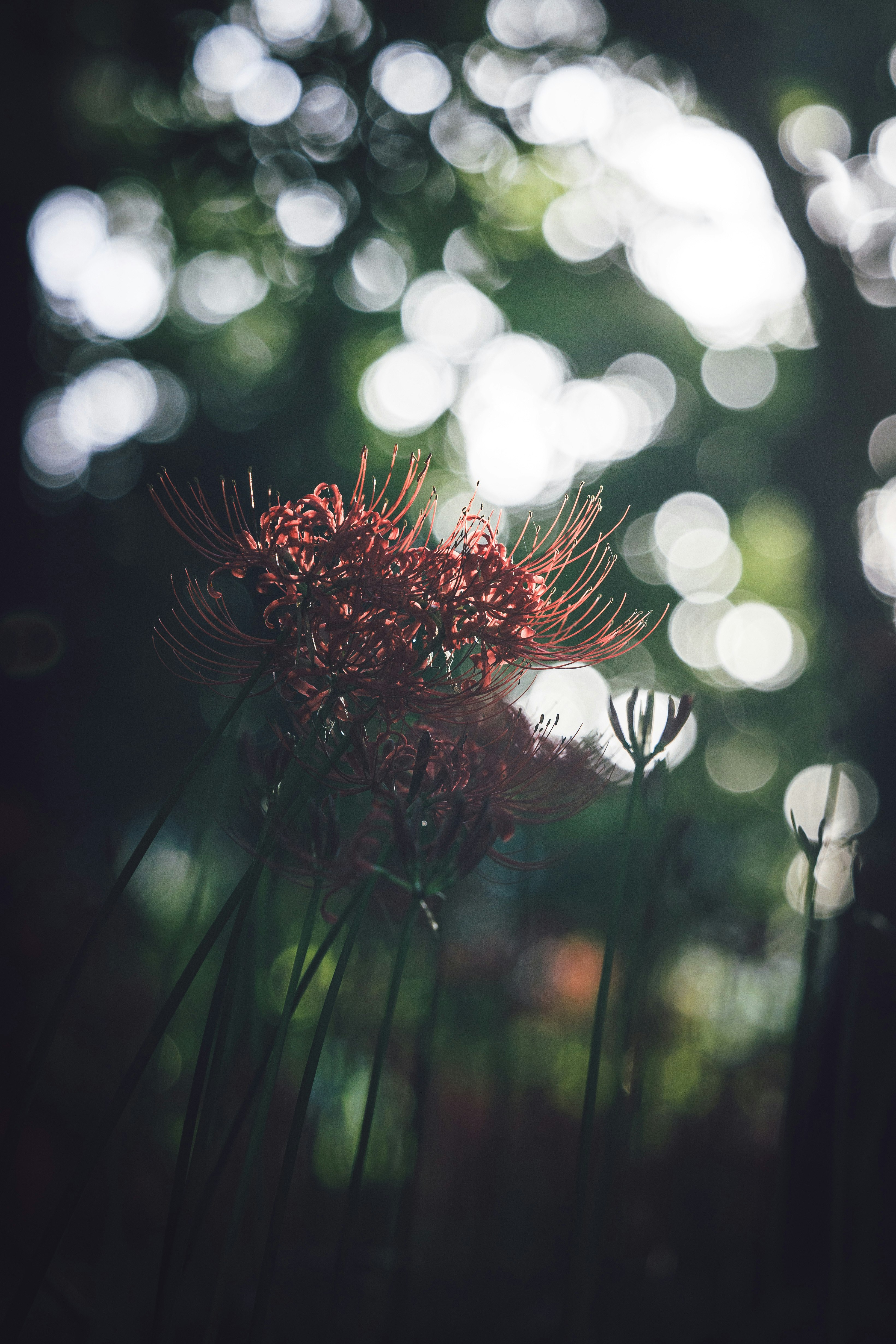 Sekumpulan bunga higanbana dengan latar belakang bokeh senja