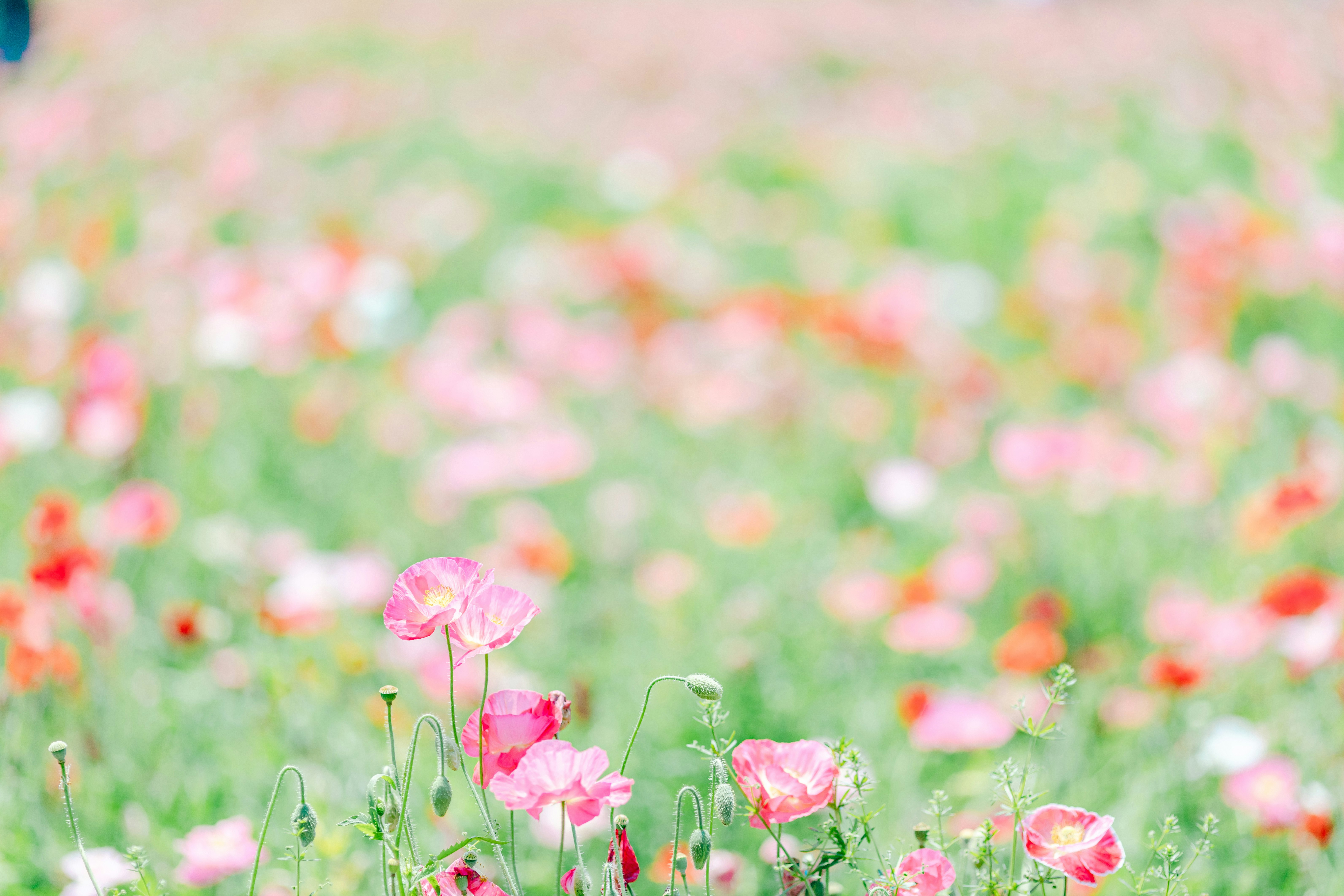 ポピーの花畑の広がる自然風景