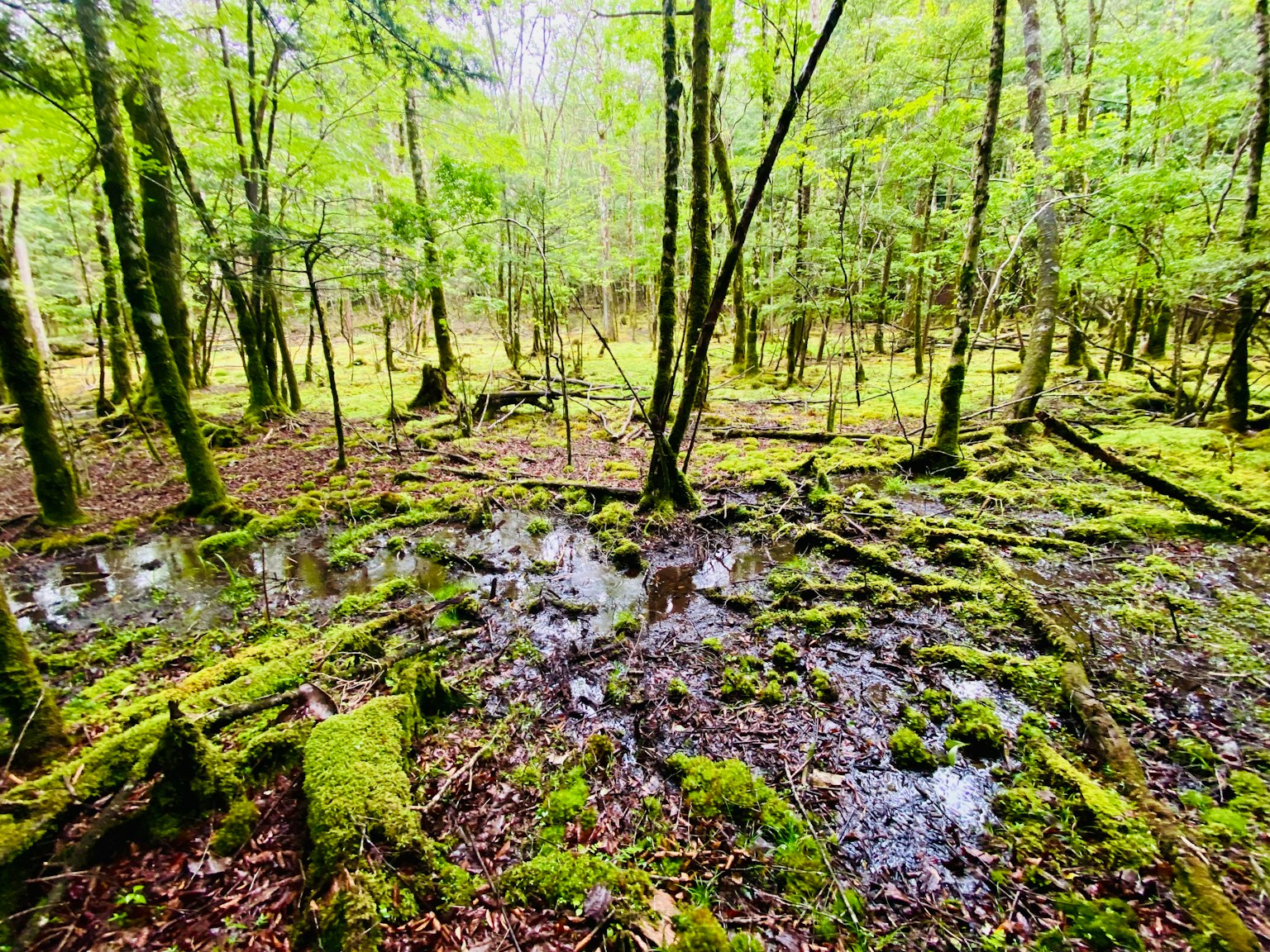 Escena de bosque húmedo exuberante con charcos y suelo cubierto de musgo