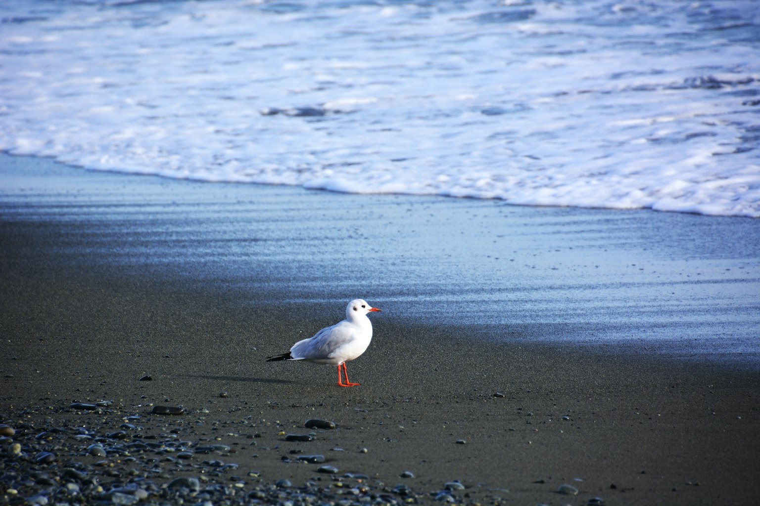 Eine weiße Möwe steht am Strand neben dem Ozean