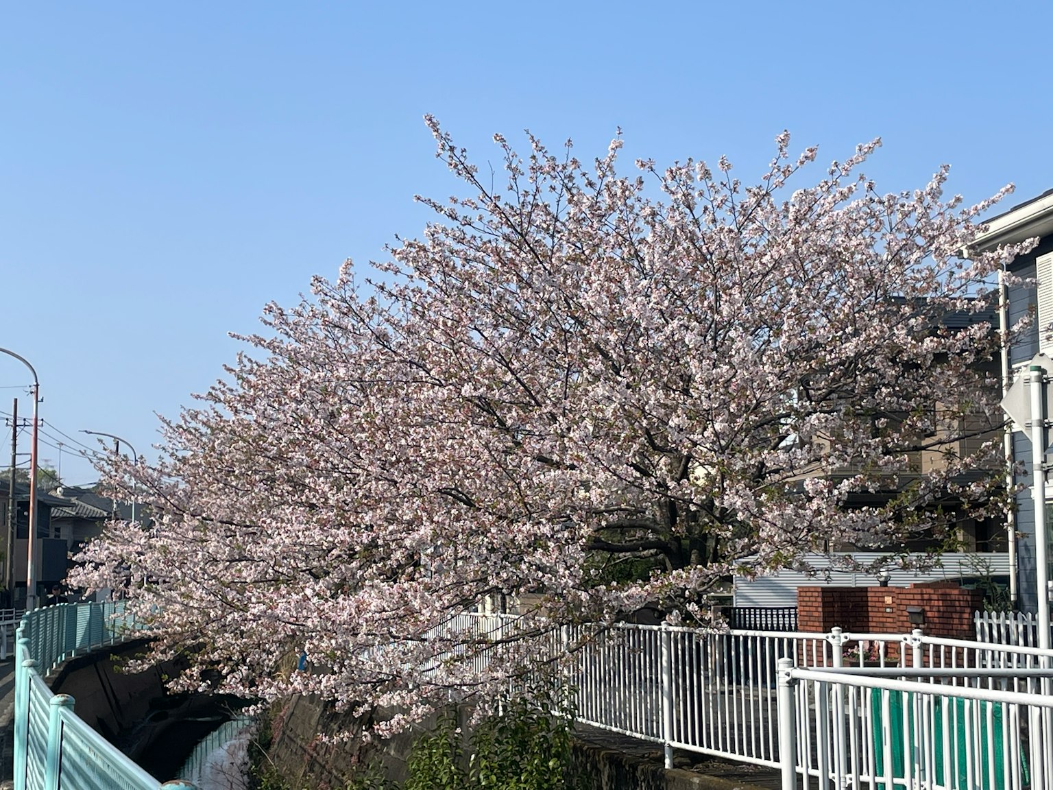Un albero di ciliegio in fiore sotto un cielo blu chiaro