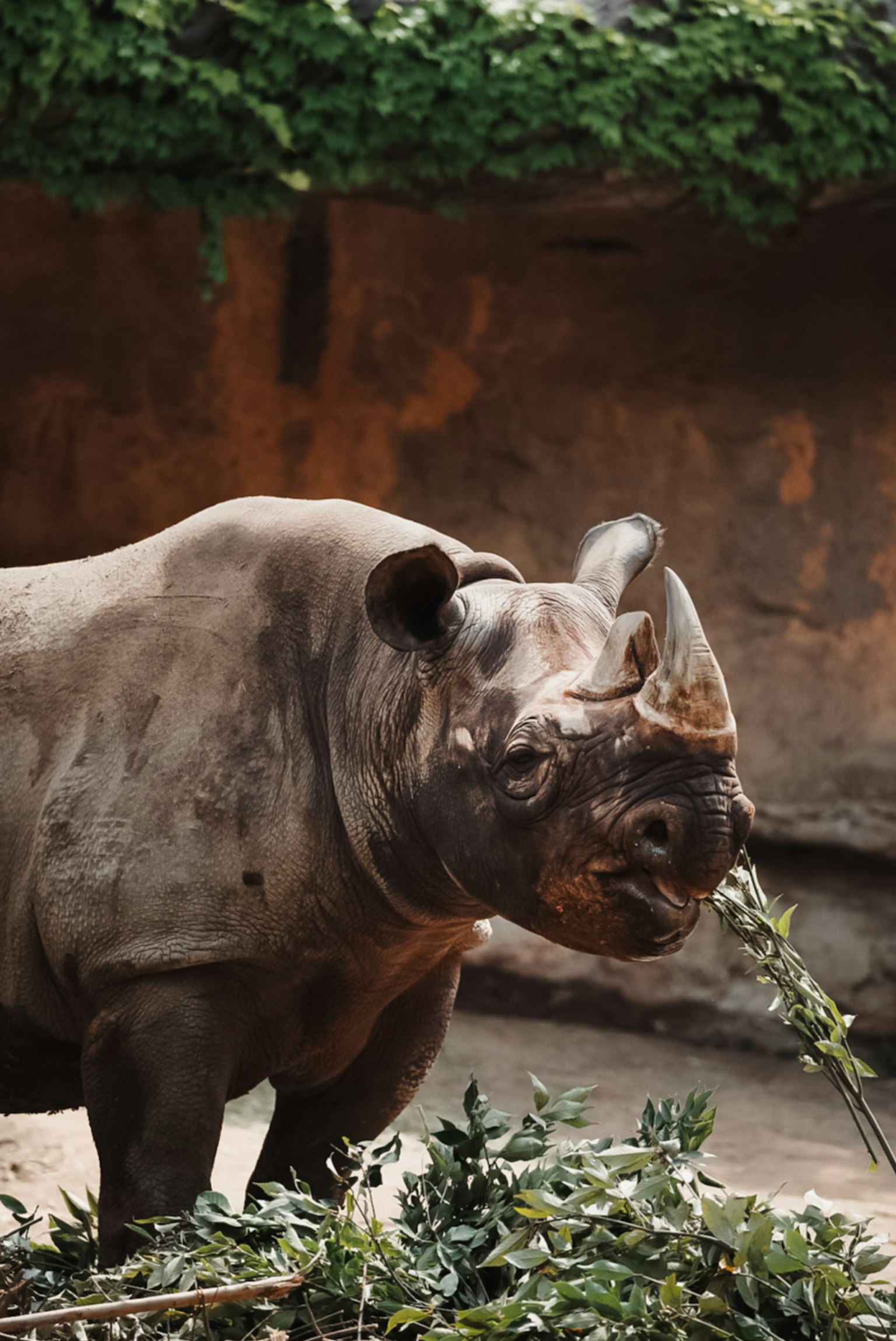 Close-up of a rhinoceros eating grass with natural greenery in the background