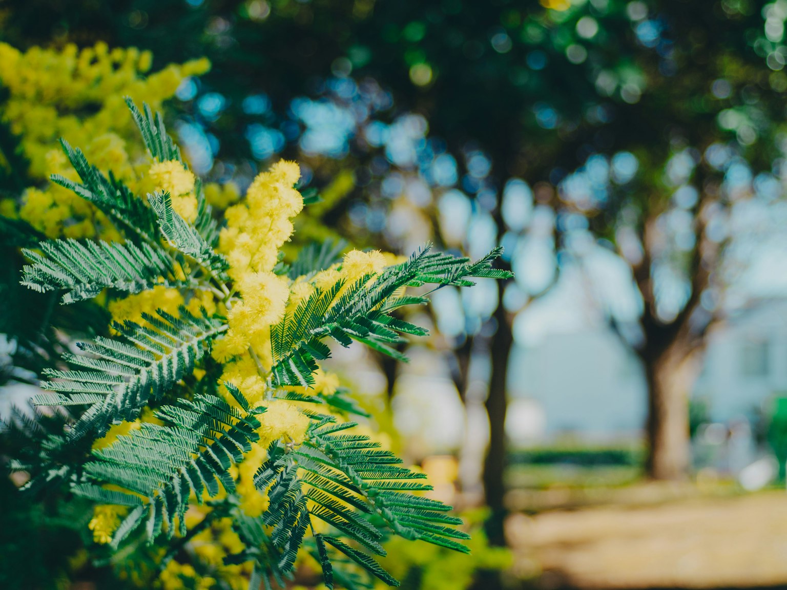 노란 꽃이 있는 미모사 가지와 흐릿한 나무 배경