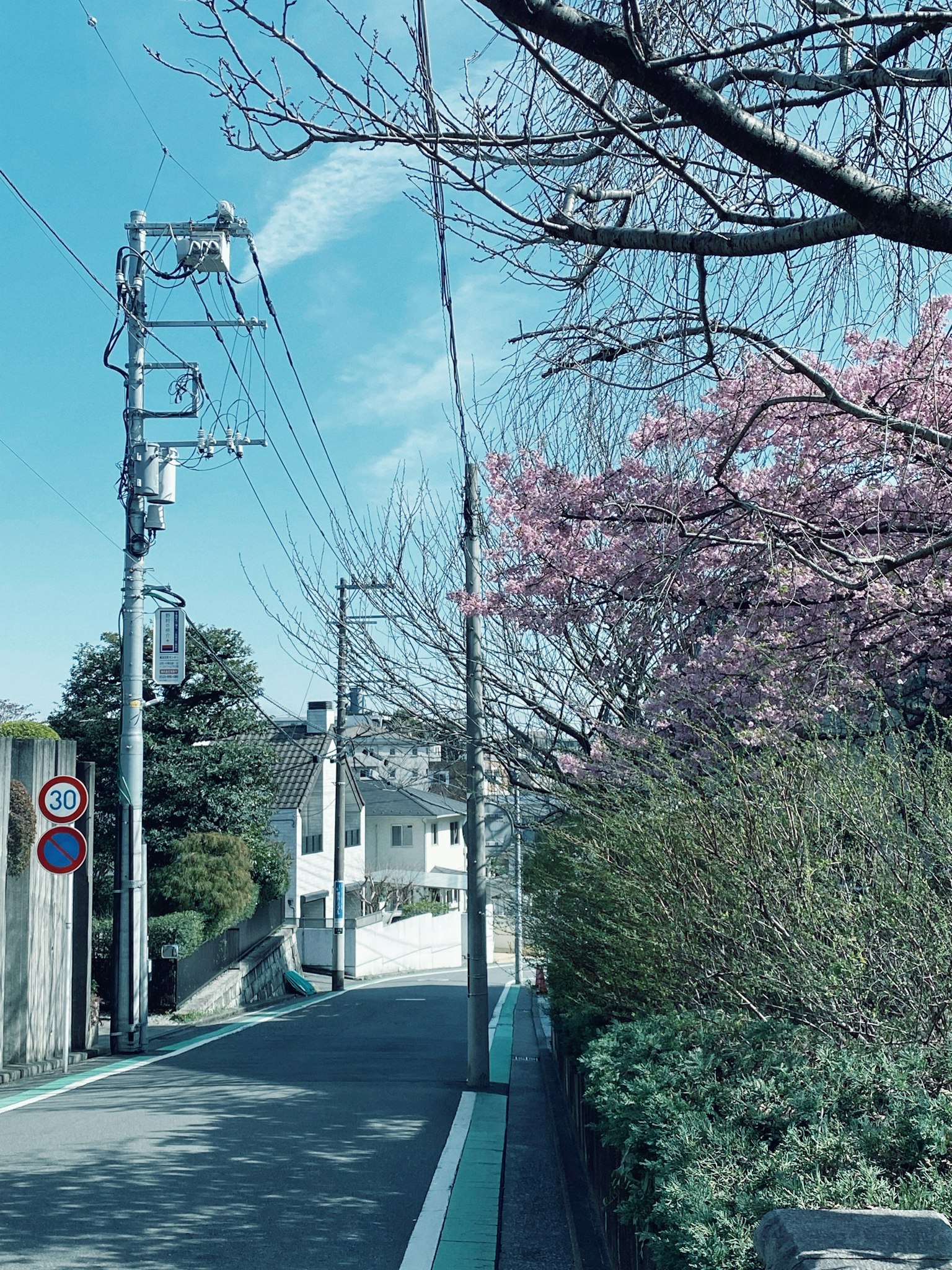 A quiet street under a blue sky featuring blooming cherry blossom trees