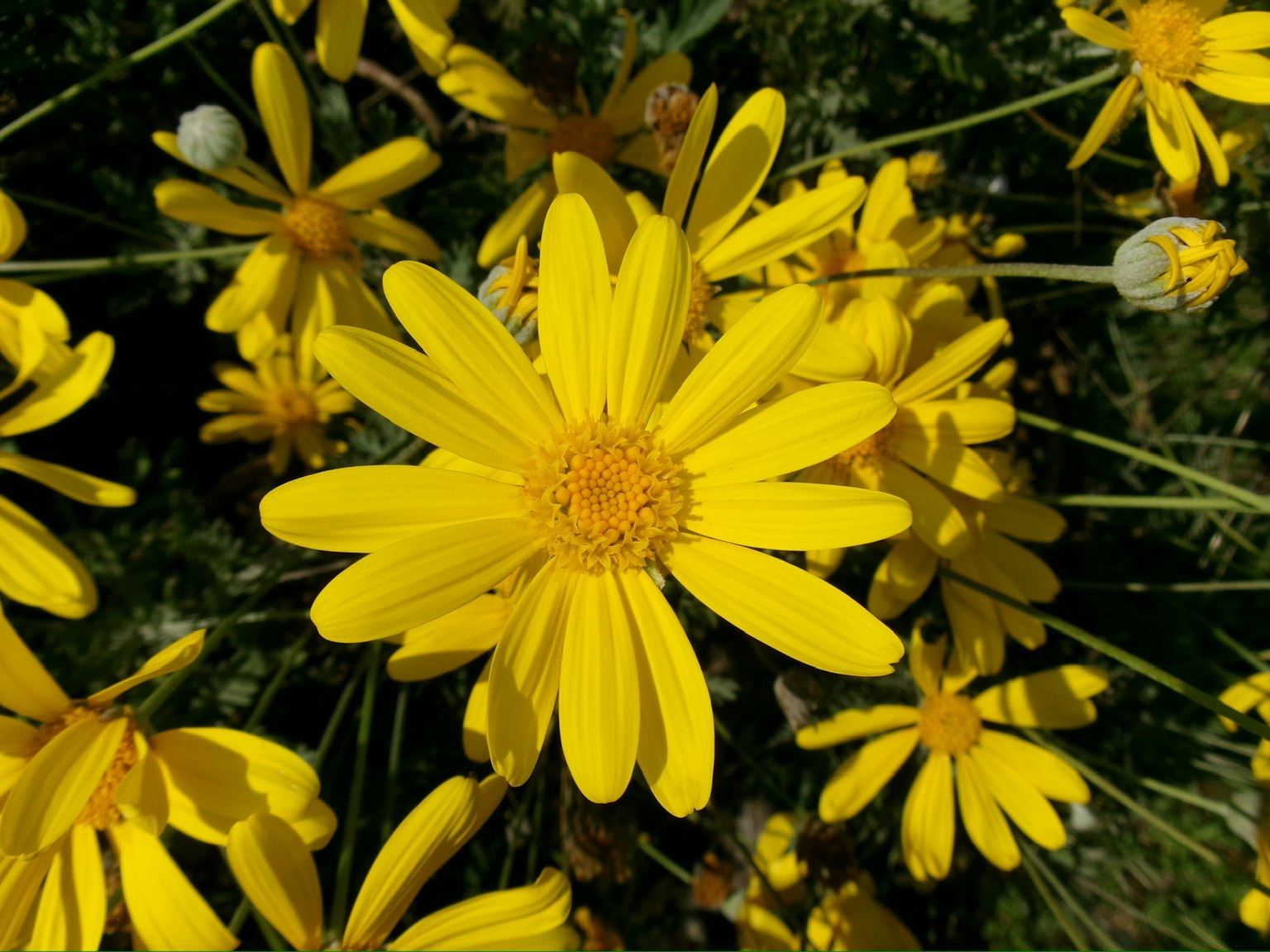 Lebendige gelbe Blumen in voller Blüte