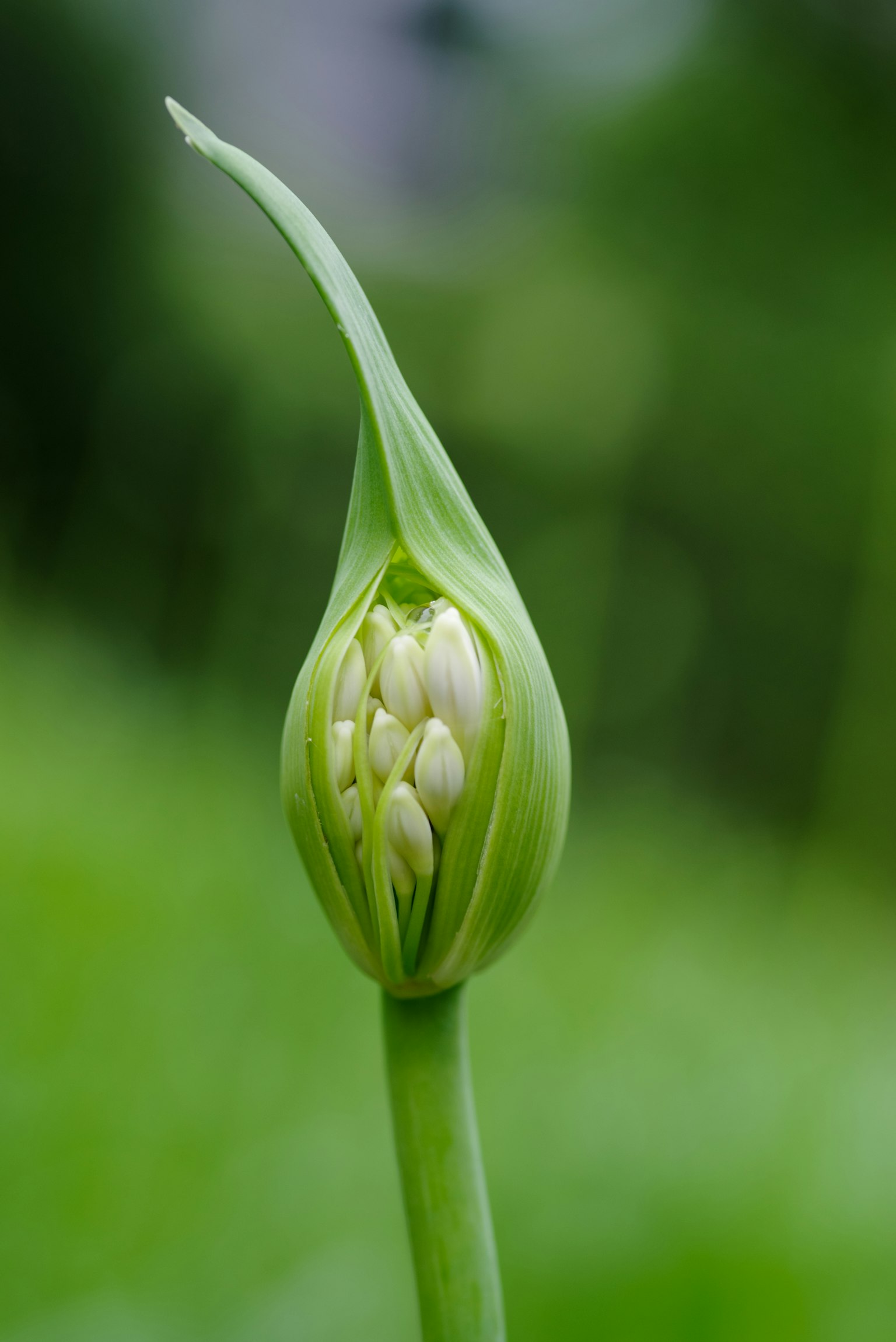 Brote de flor verde antes de florecer con pétalos blancos visibles