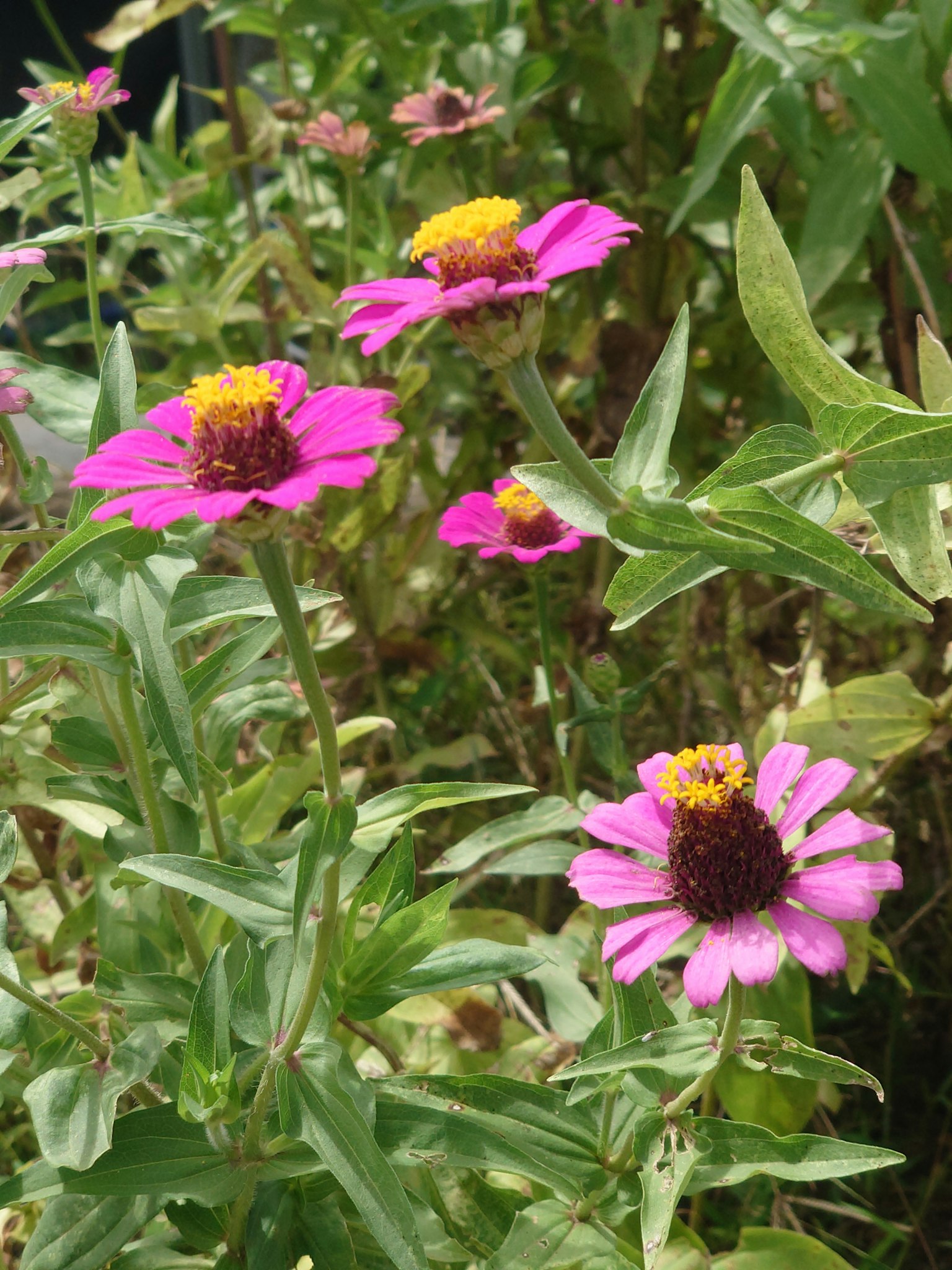 Fleurs roses vives en fleurs sur des plantes vertes