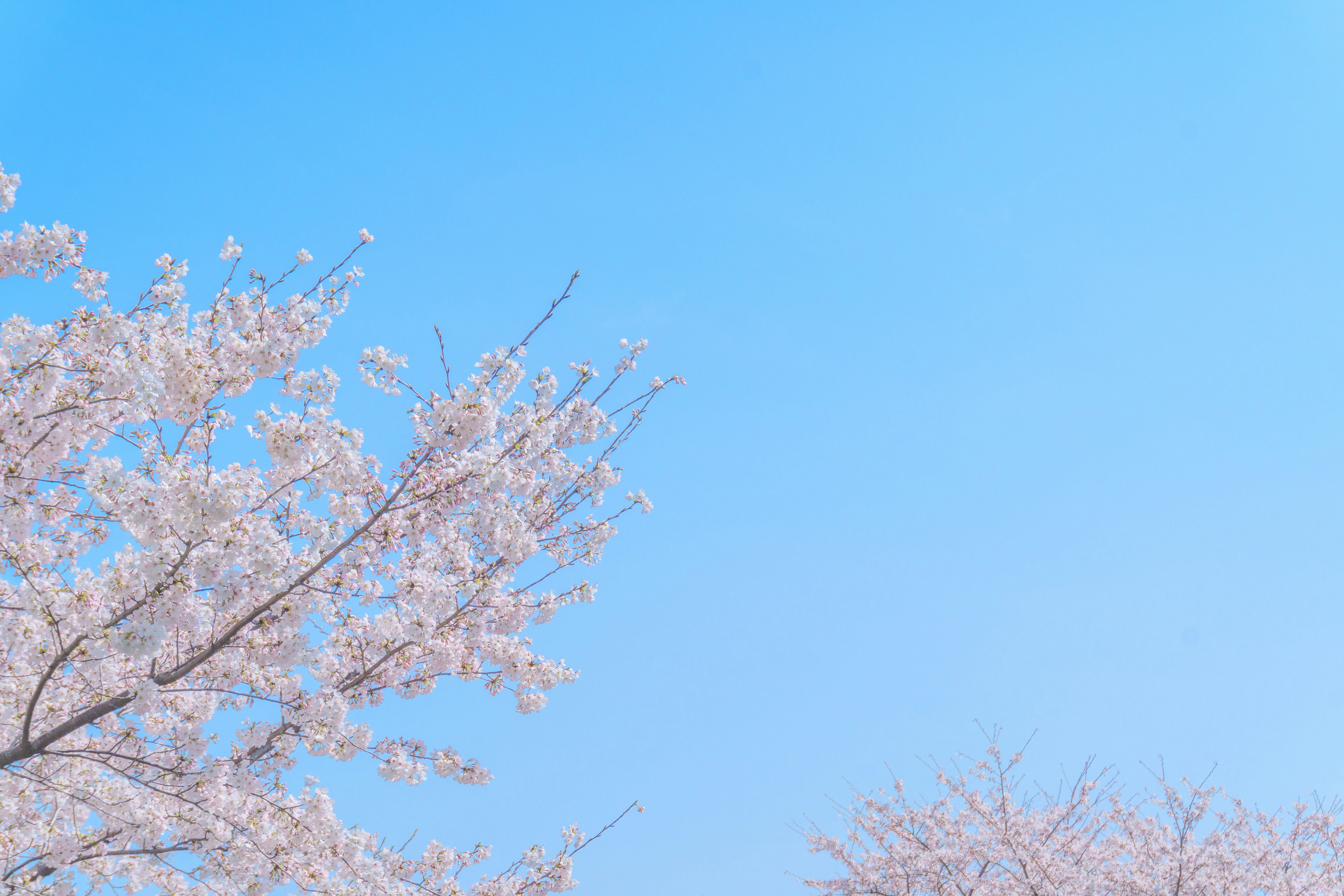 Cherry blossom branches against a blue sky