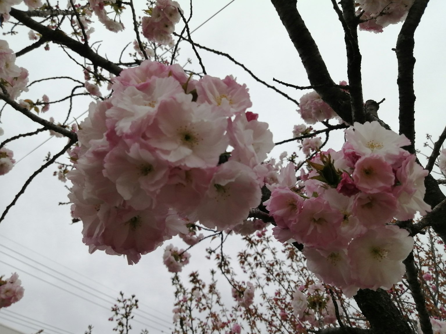 Close-up of cherry blossoms on a tree branch