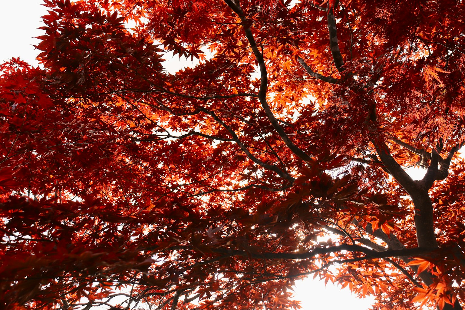 View from below a tree with vibrant red leaves