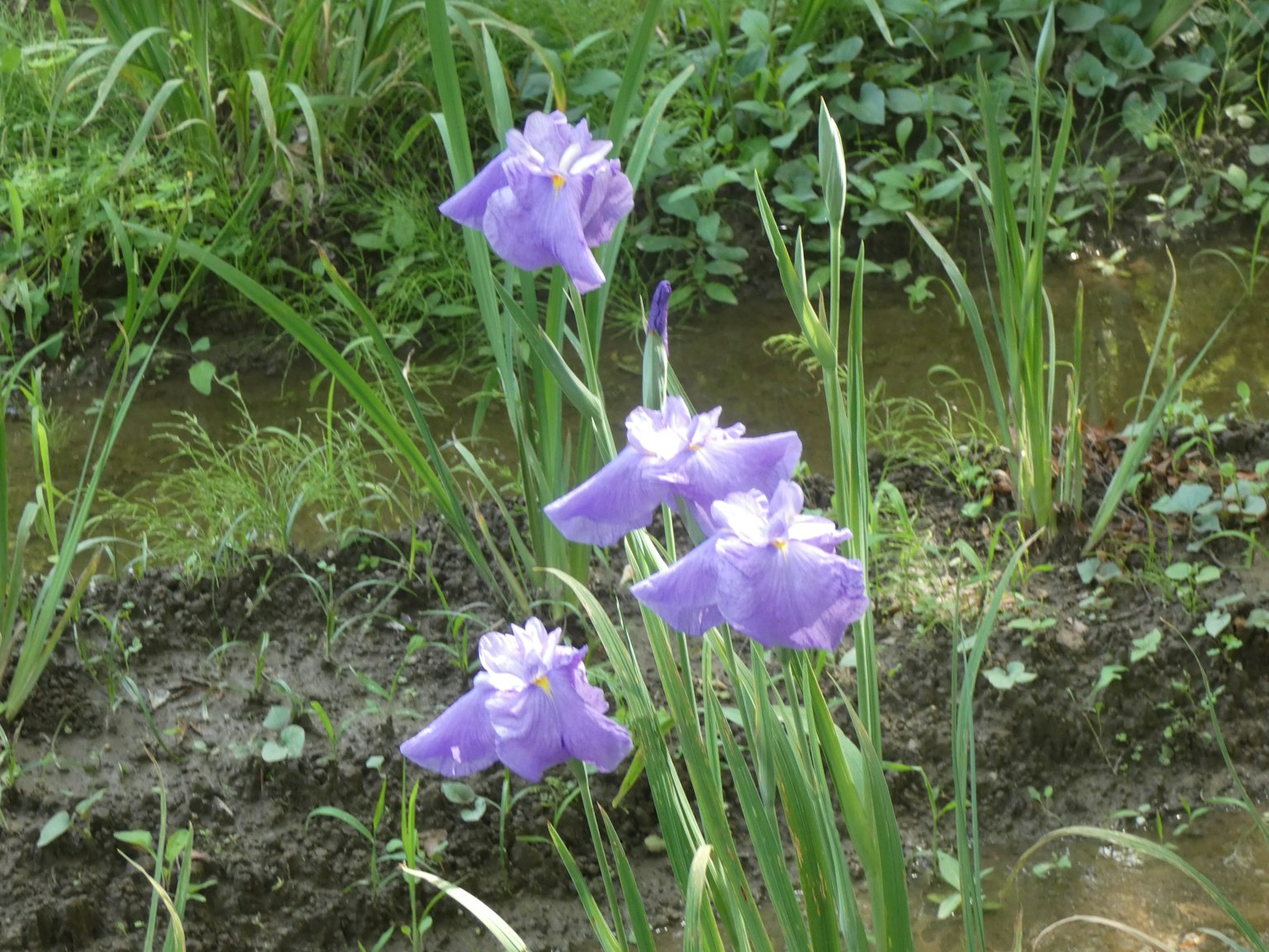 濕地場景，盛開著紫色花朵