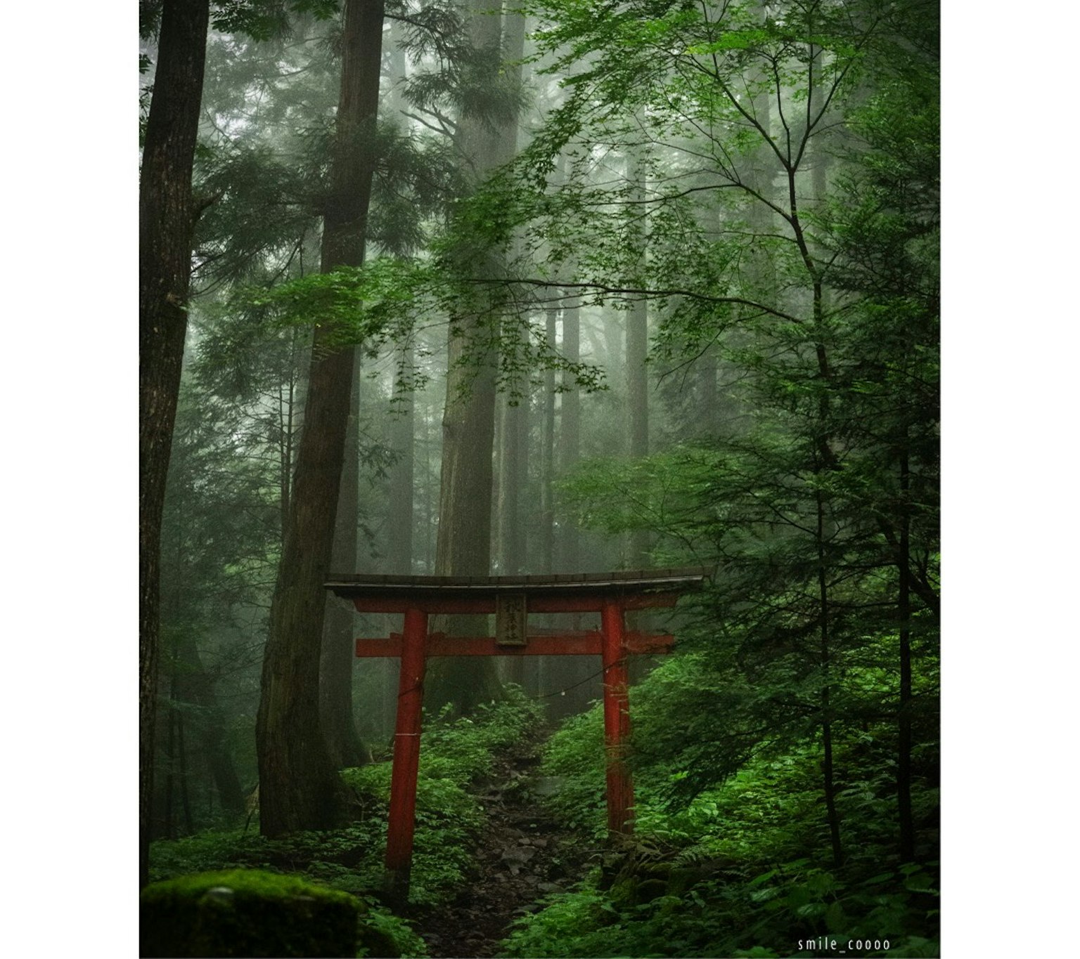 Red torii gate in a green forest with mist
