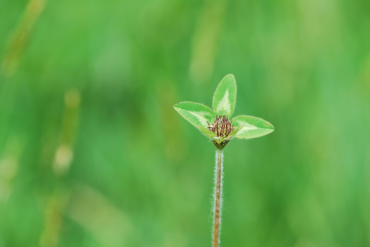 Una piccola piantina verde con tre foglie su uno sfondo verde sfocato