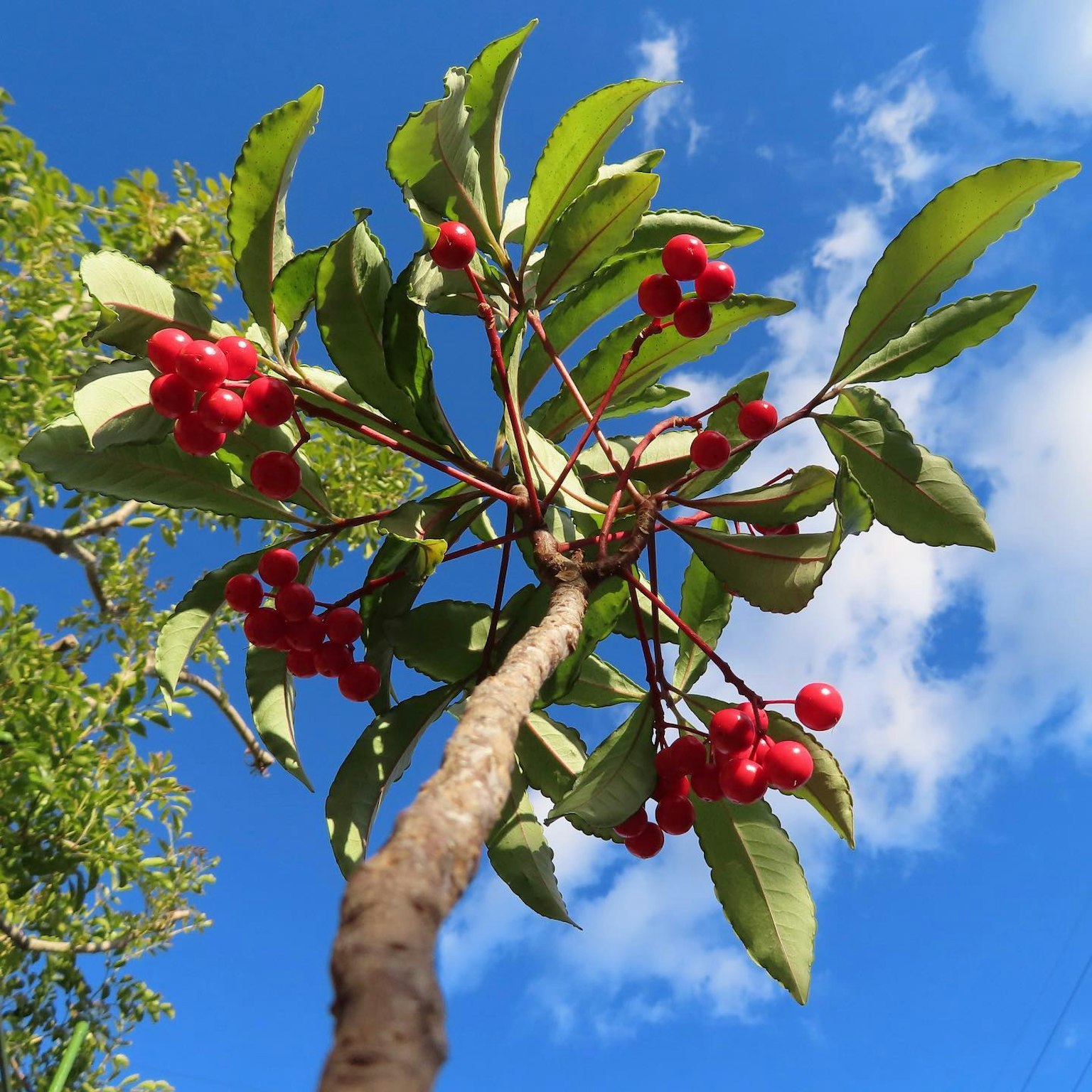 Primo piano di un ramo d'albero con bacche rosse contro un cielo blu