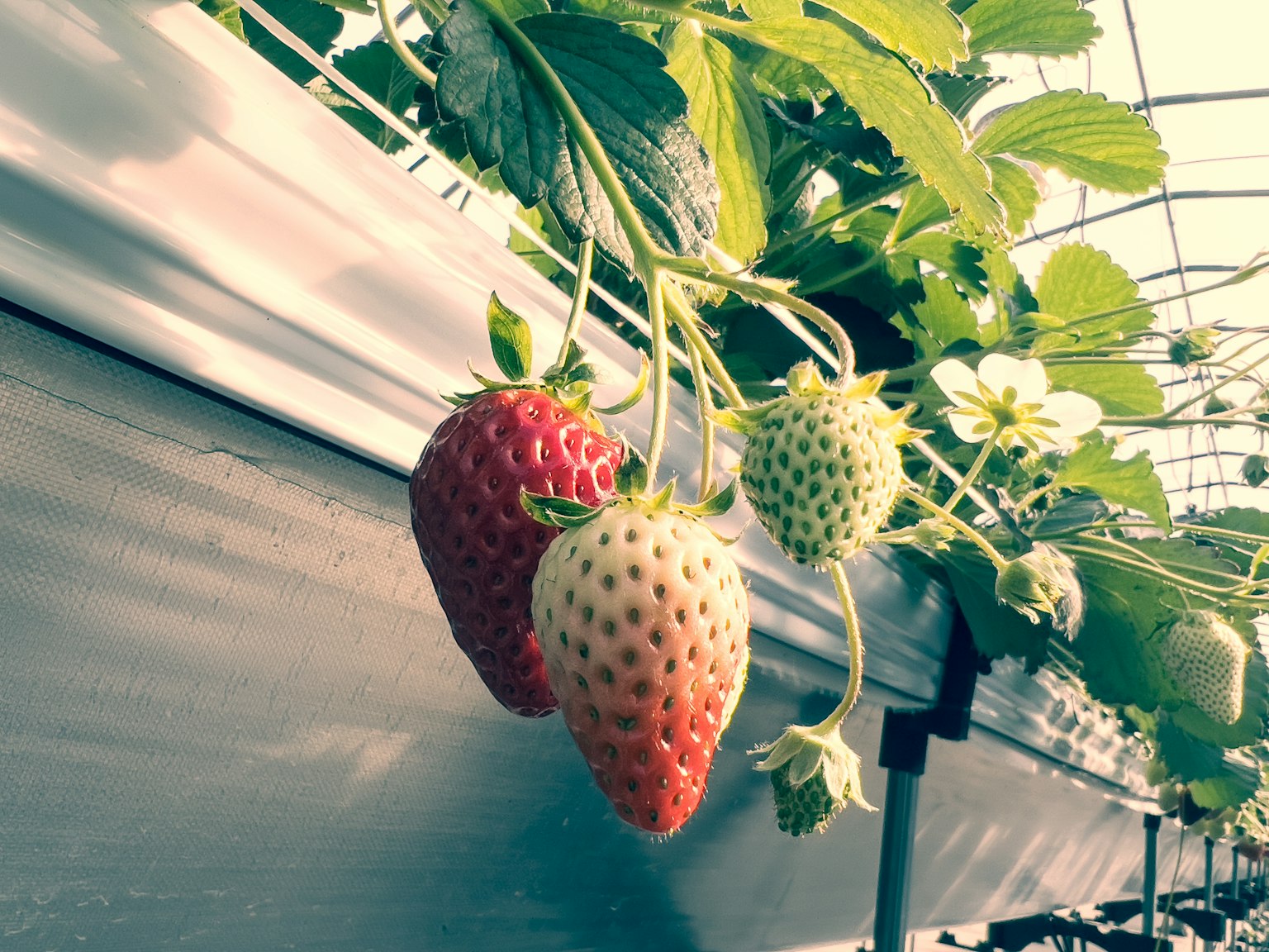 Fraises rouges et blanches visibles sur une plante feuillue