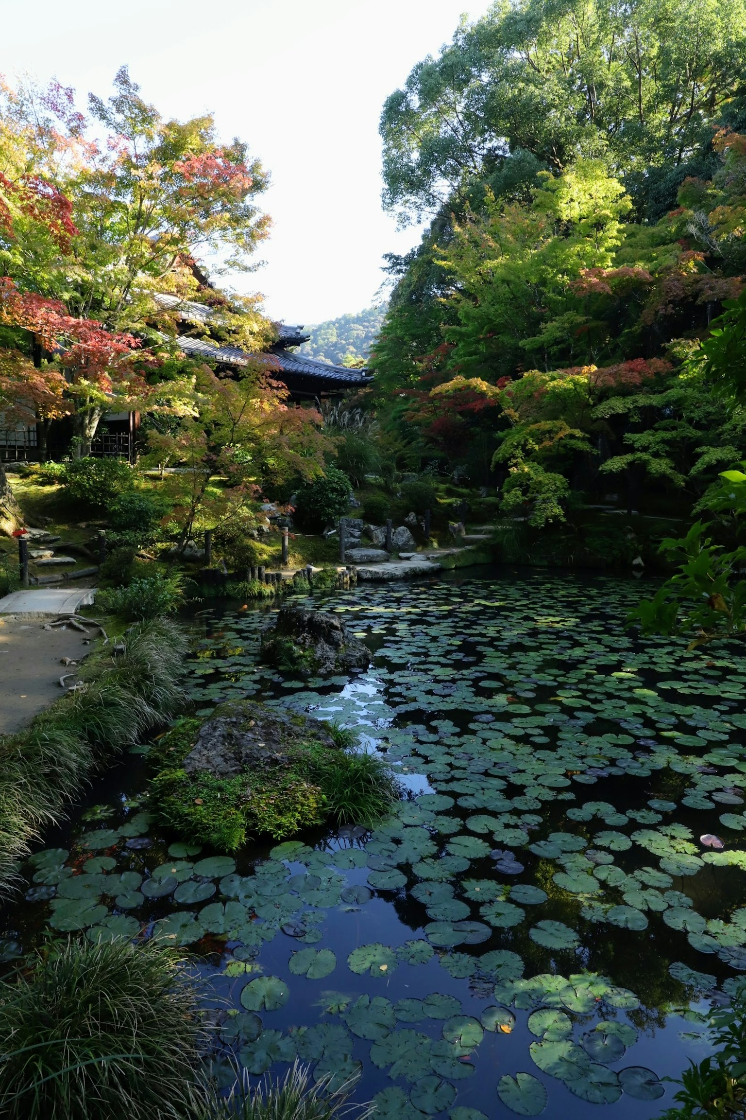Beautiful Japanese garden pond with lily pads and colorful trees