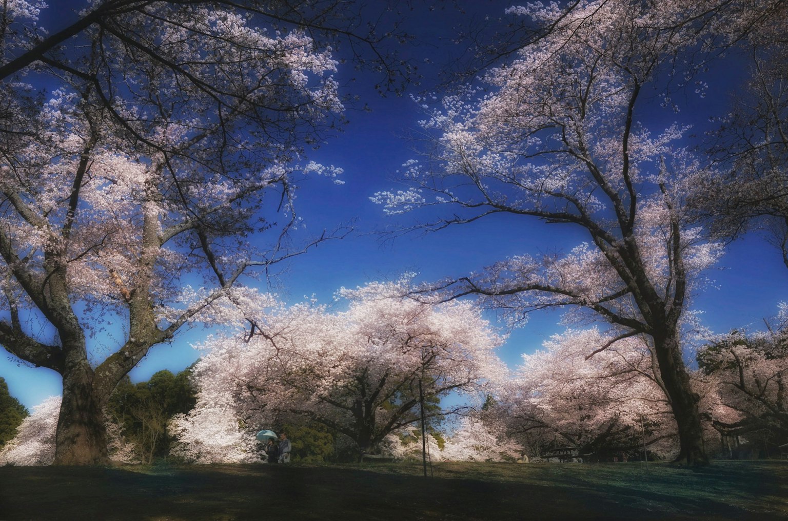 蓝天下樱花树的风景