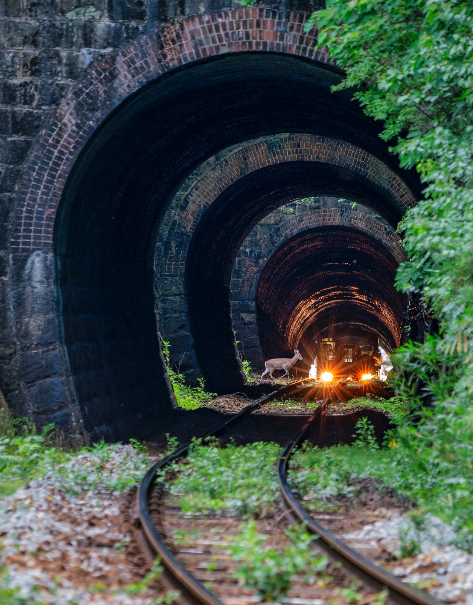 ภาพแสดงรางรถไฟที่ถูกปกคลุมไปด้วยพืชพรรณนำไปสู่ชุดอุโมงค์มืด