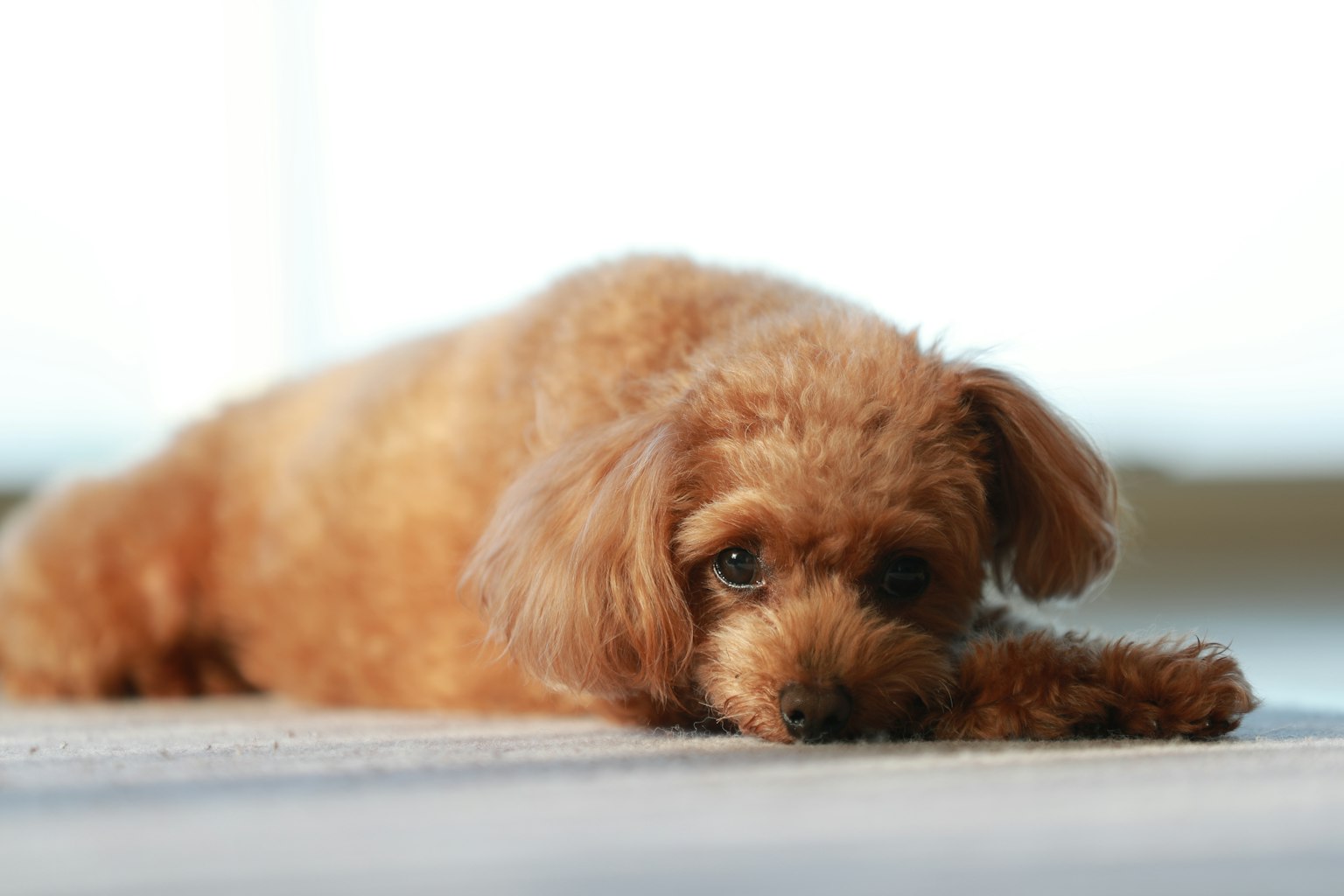 Brauner Hund liegt auf dem Boden