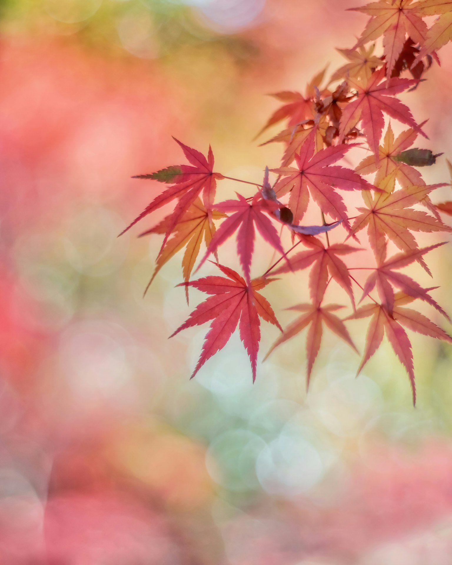 Gambar indah daun maple musim gugur di latar belakang lembut