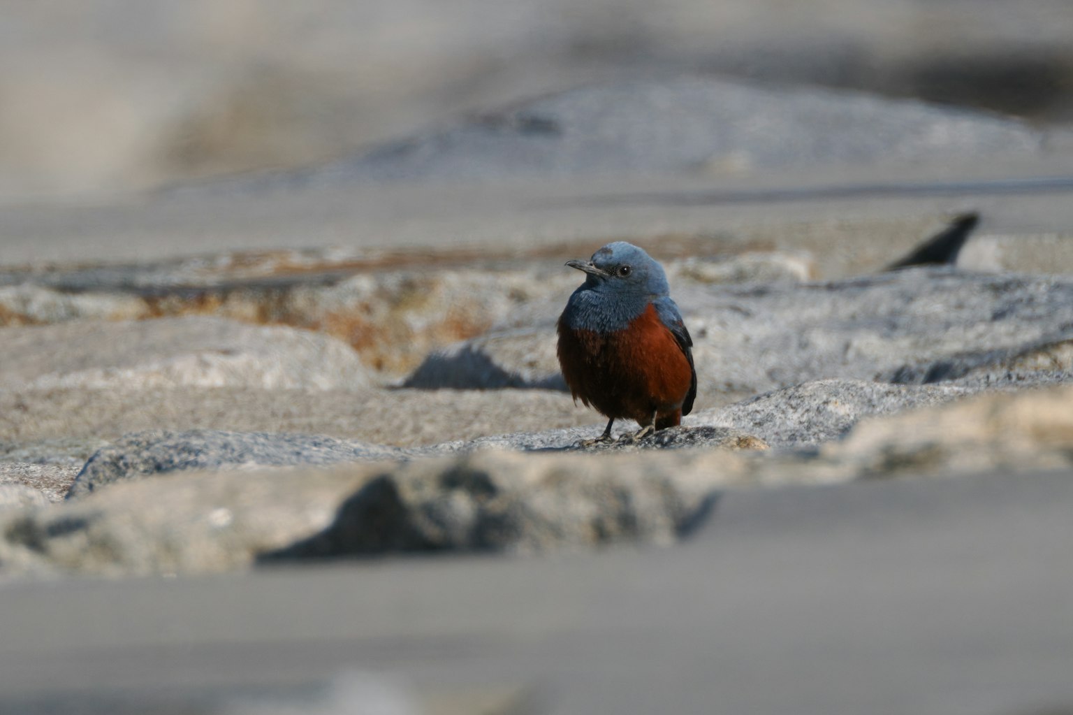 Seekor burung kecil dengan kepala biru dan dada oranye berdiri di atas batu