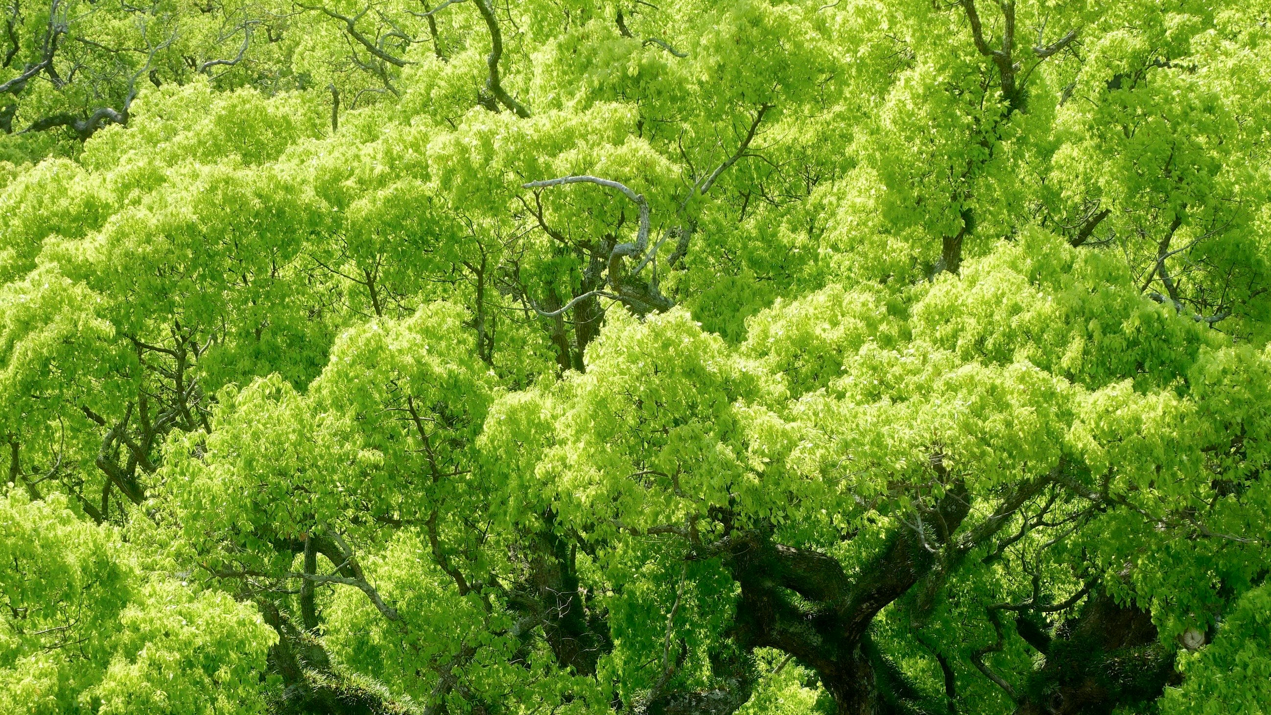 新緑の木々が広がる森の景色