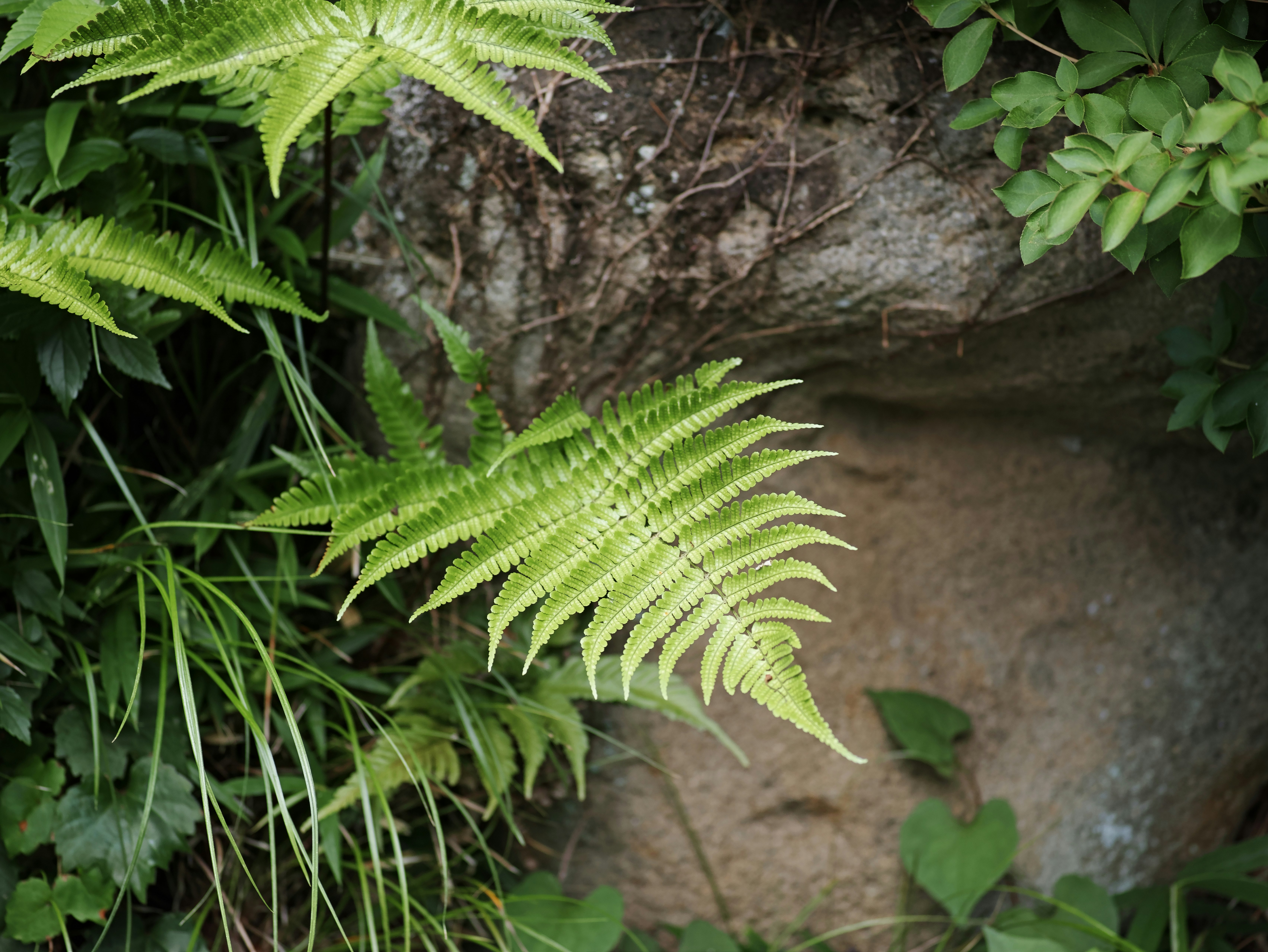鉢植えのシダと葉が石の壁面に寄り添う自然の一角