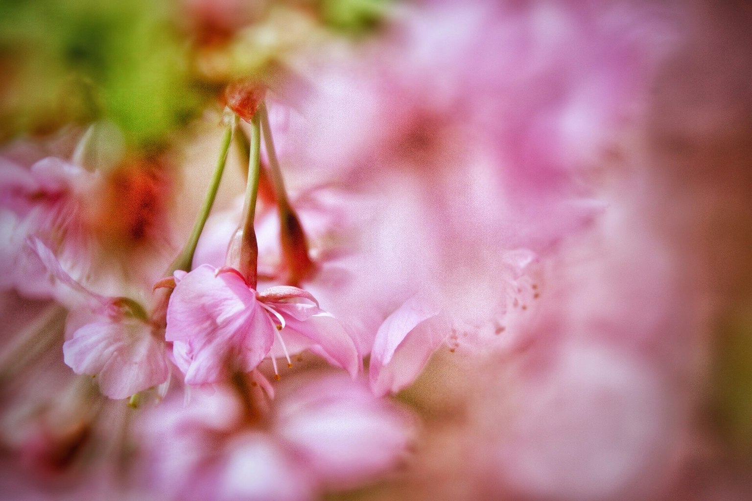 Gros plan de fleurs de cerisier flou Teintes douces de rose et de vert